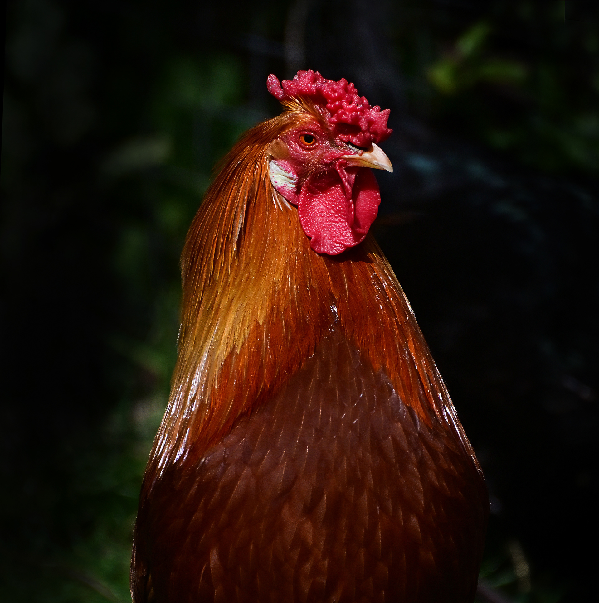 Cockerel, RHS Worsley