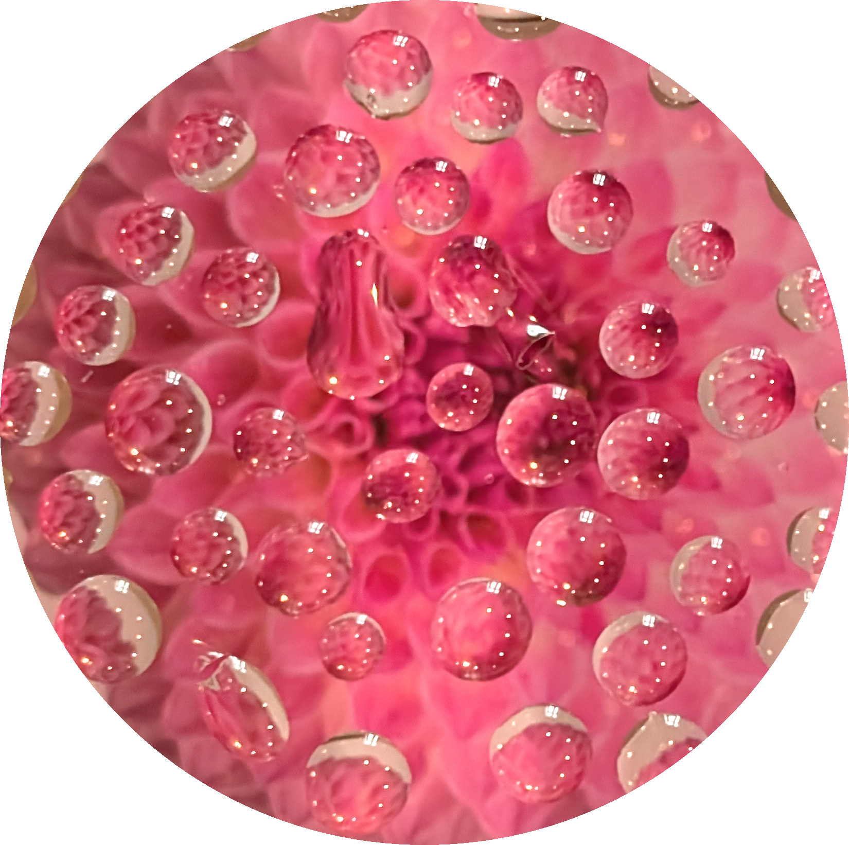 Millefiori (oil on clingfilm)