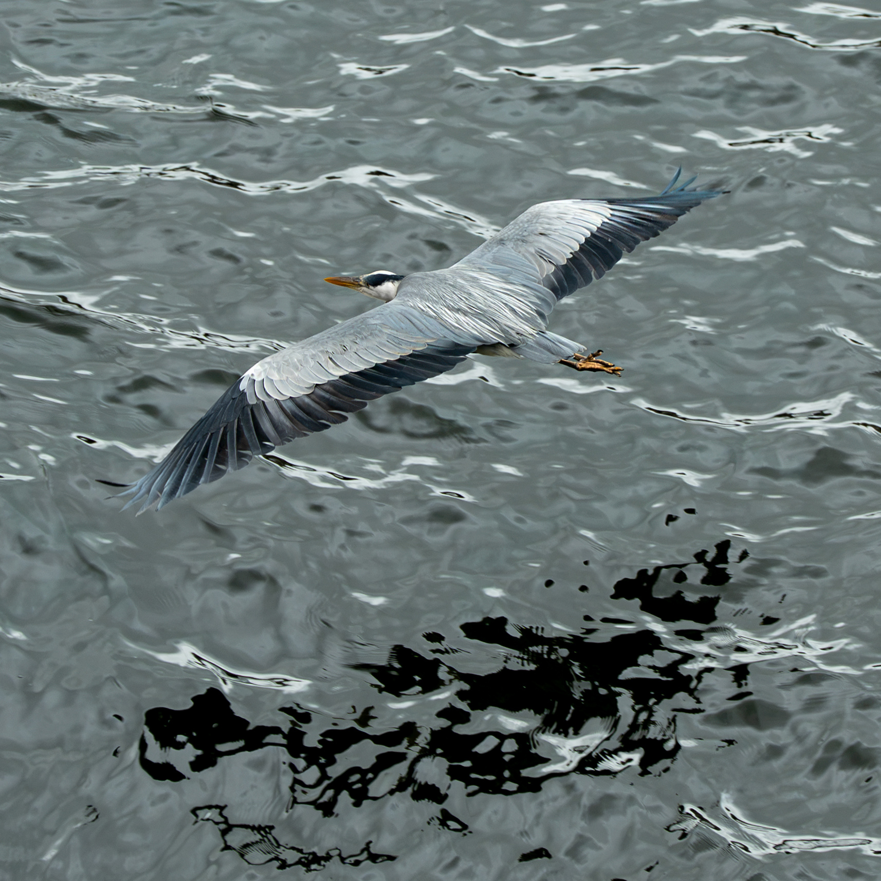 Heron, Berwick-upon-Tweed