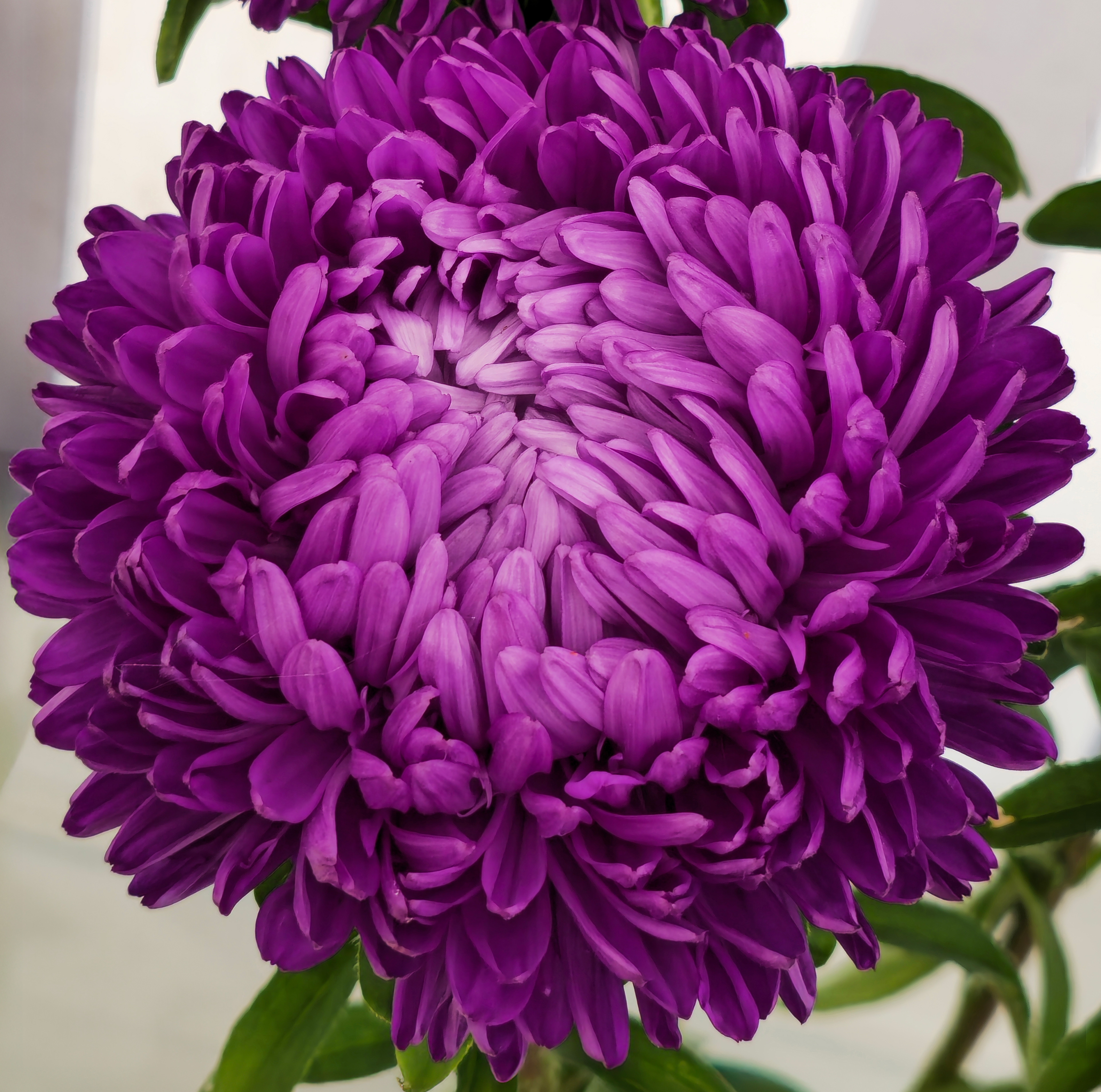 Chrysanthemum, Muker Show