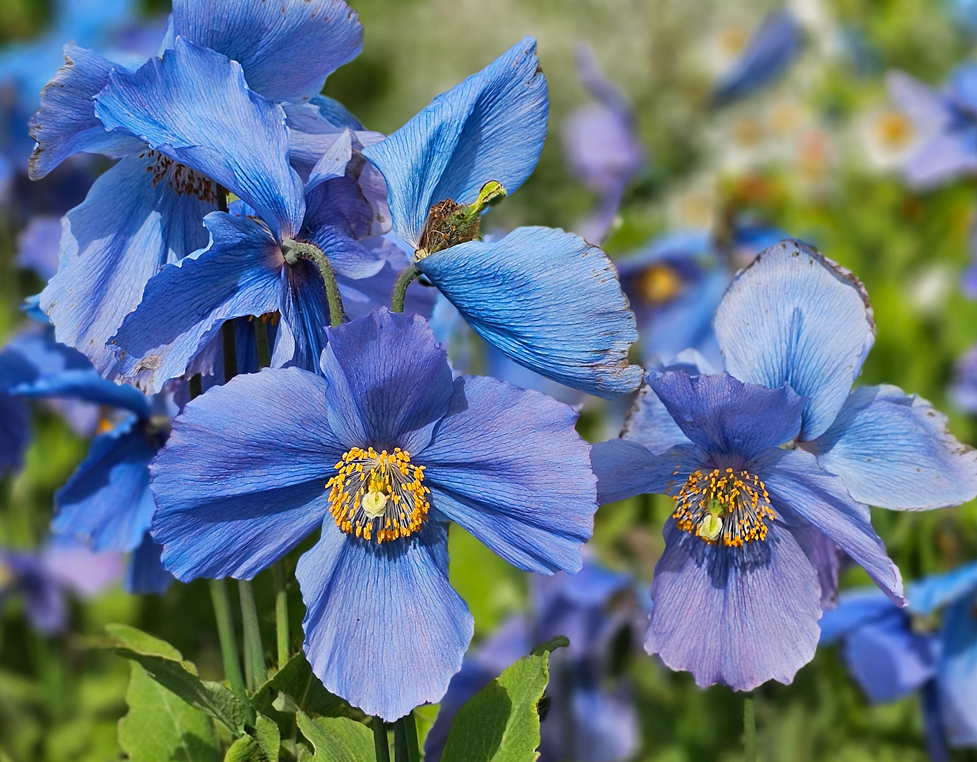Himalayan poppies, northern Iceland