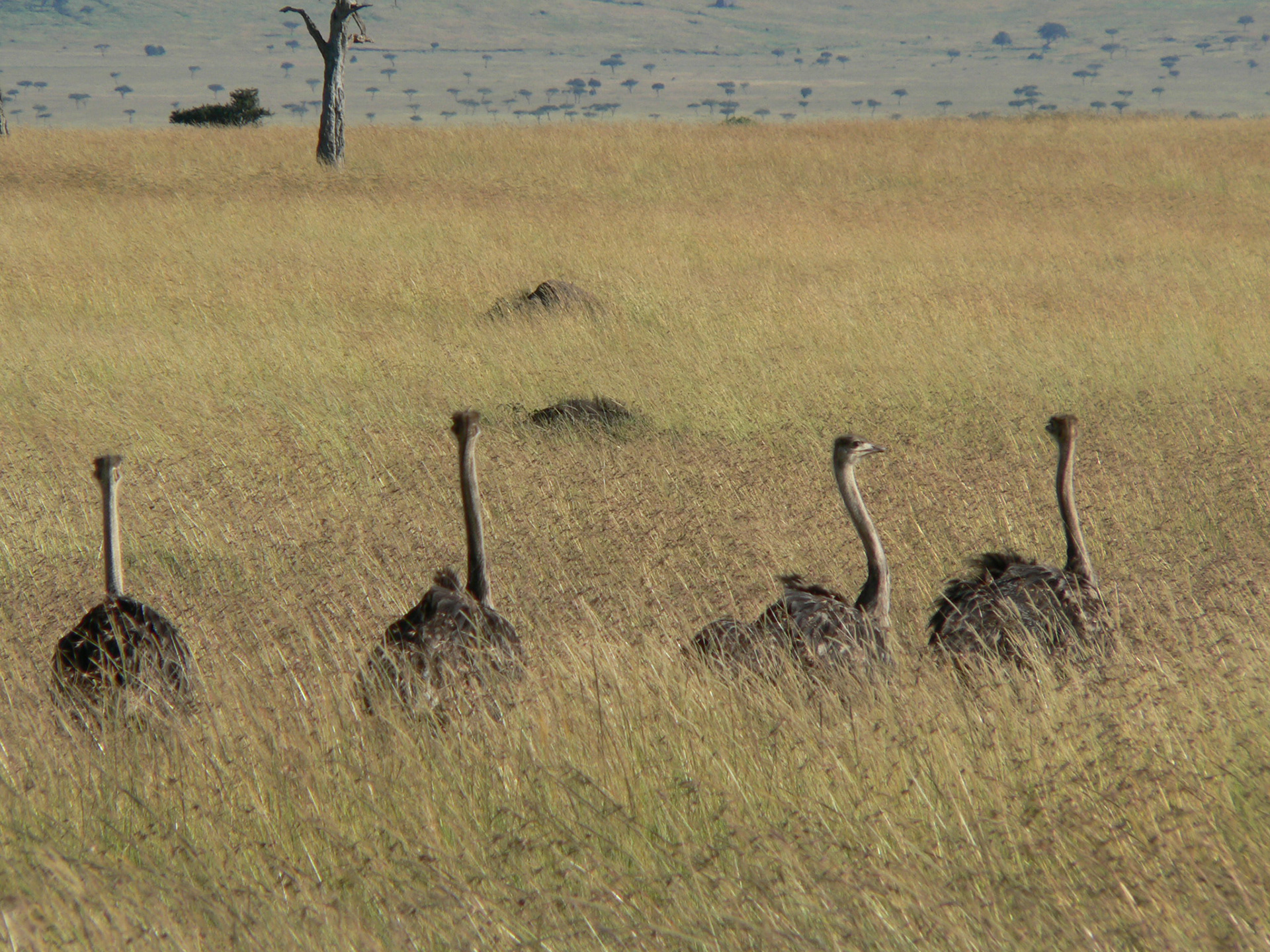 Ostriches, Maasai Mara
