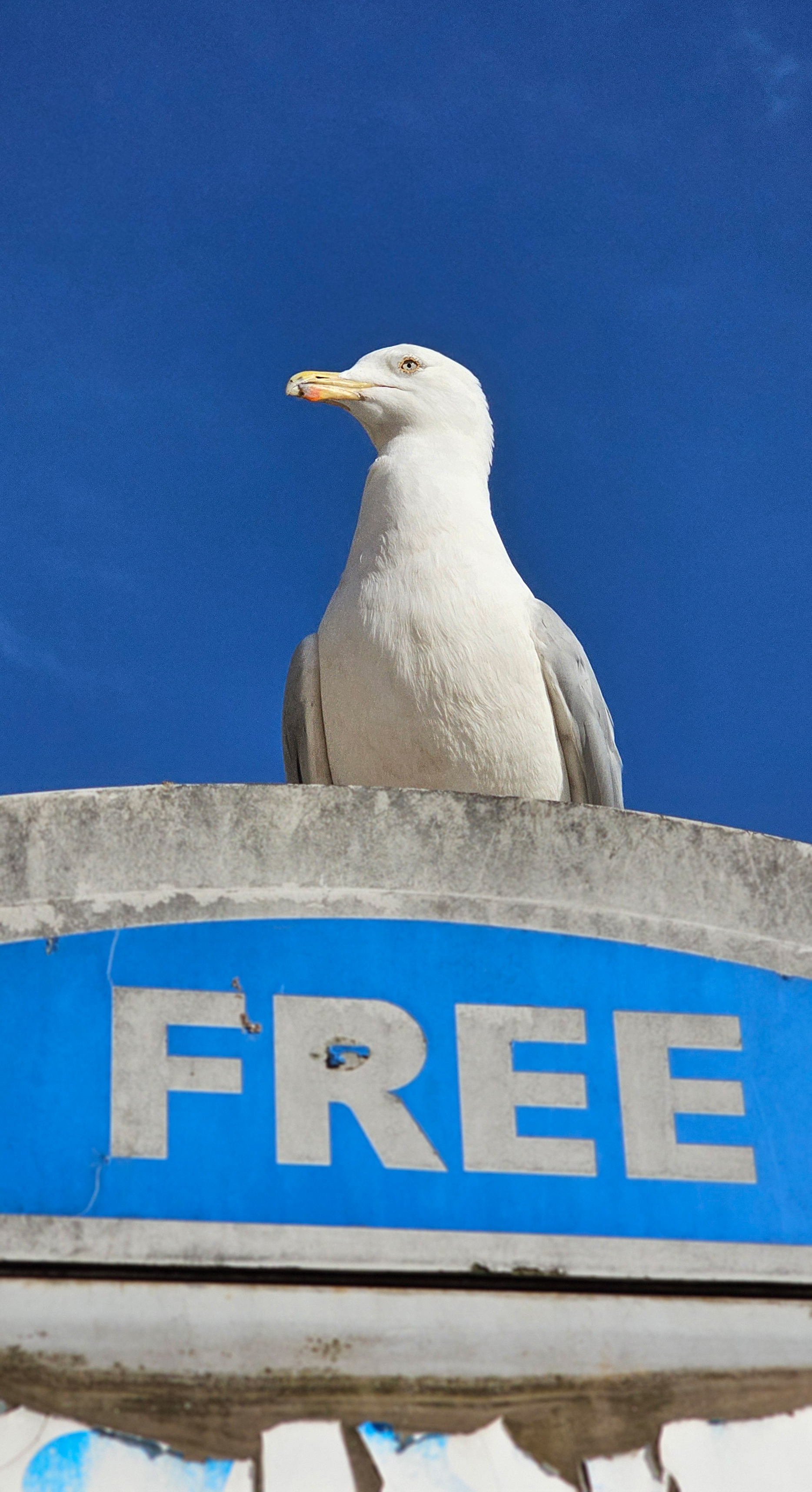 Free spirit, Scarborough