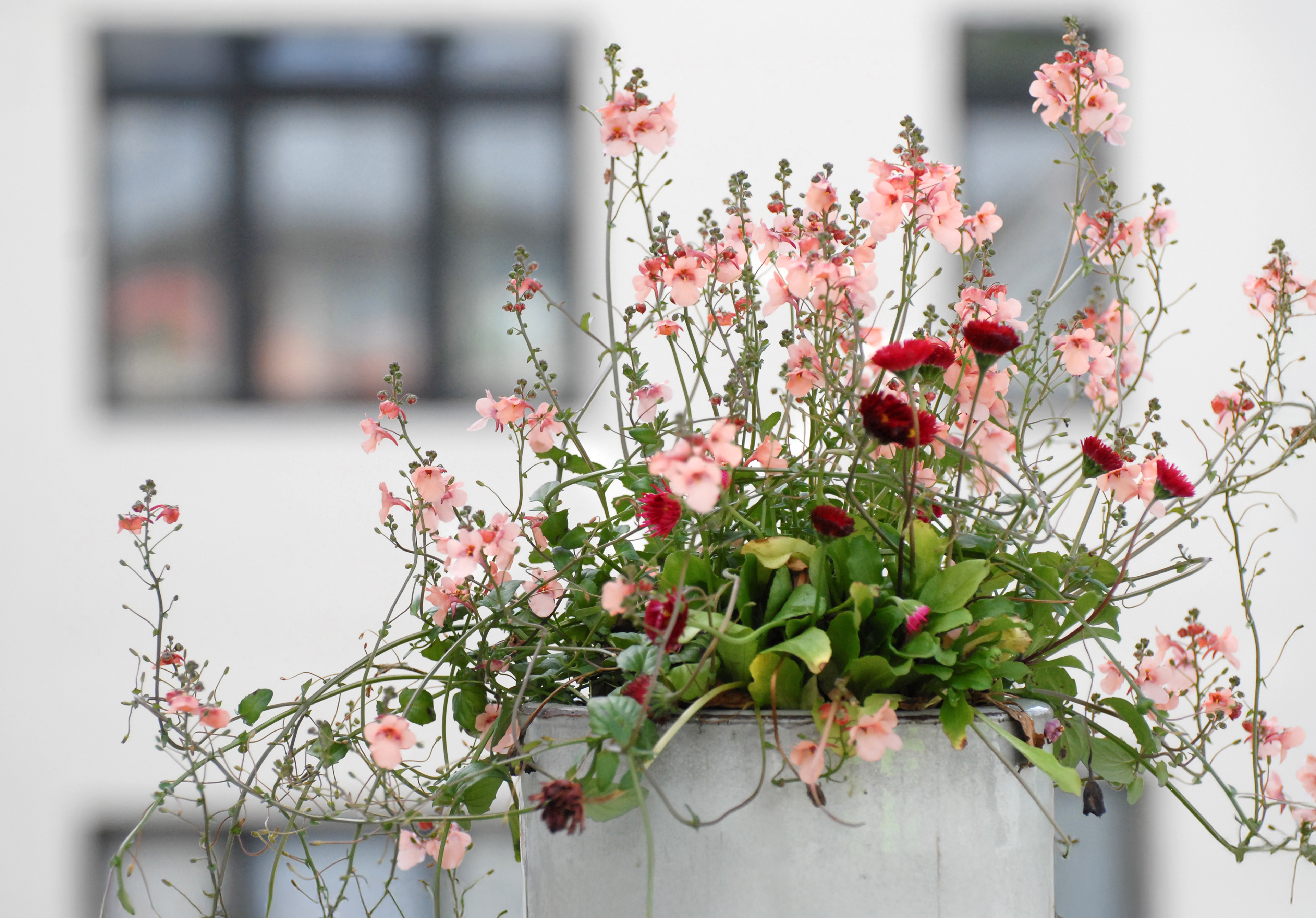 Flower tub, Reykjavik