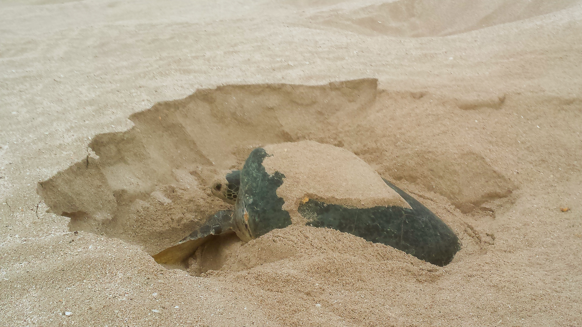Nesting green turtle, Ras al Jinz, Oman 