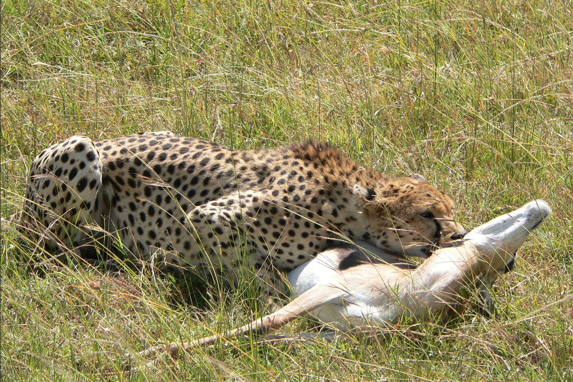 Cheetah and kill, Tsavo