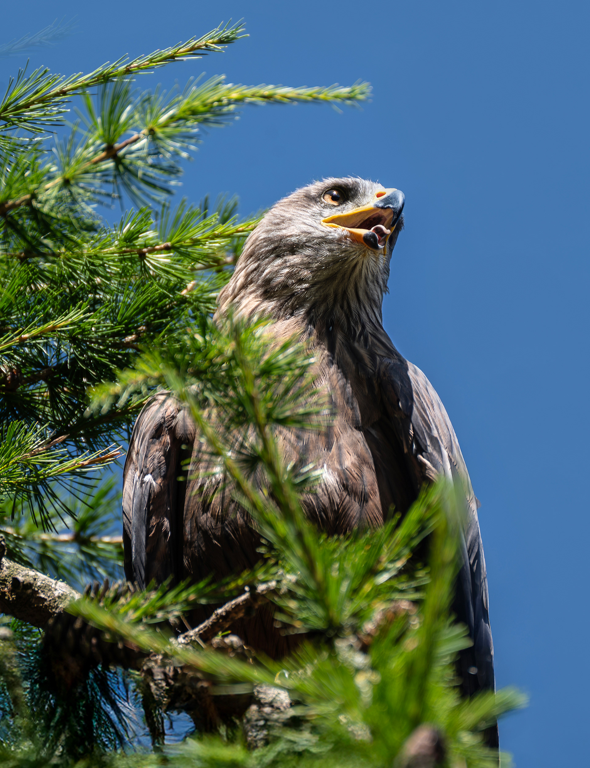 Black kite