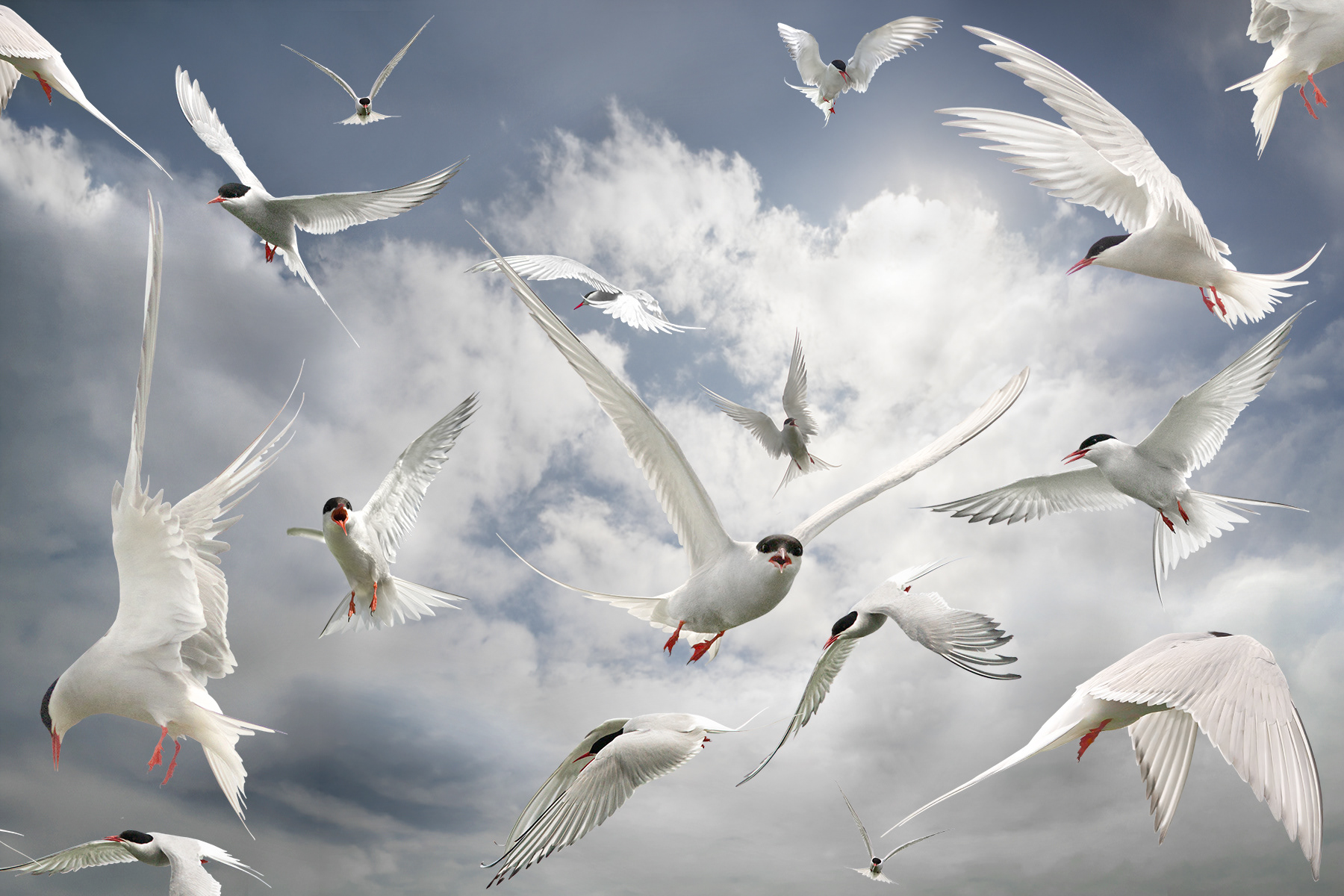 Arctic terns (composite)