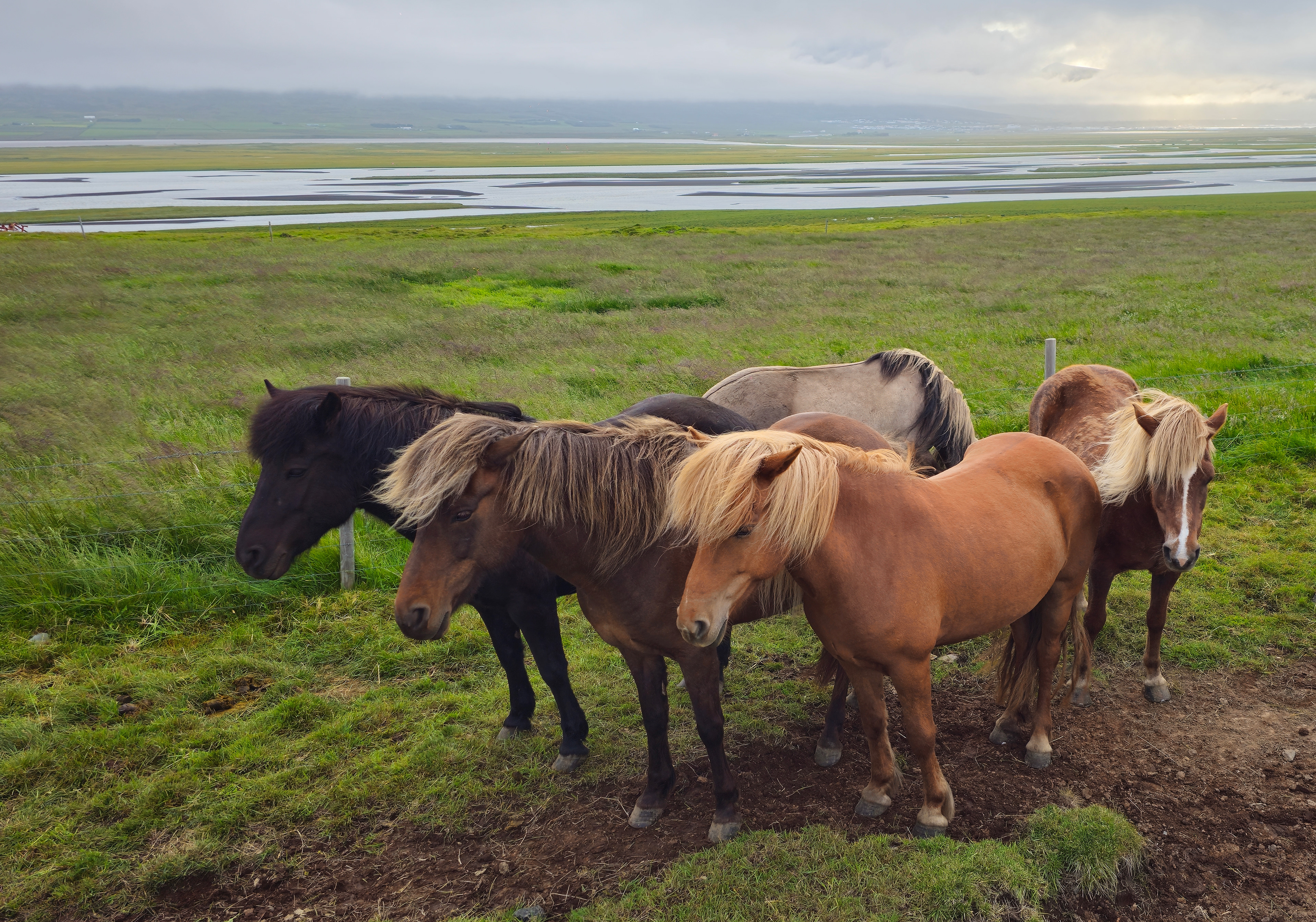 Icelandic ponies, Sauðárkrókur, Iceland