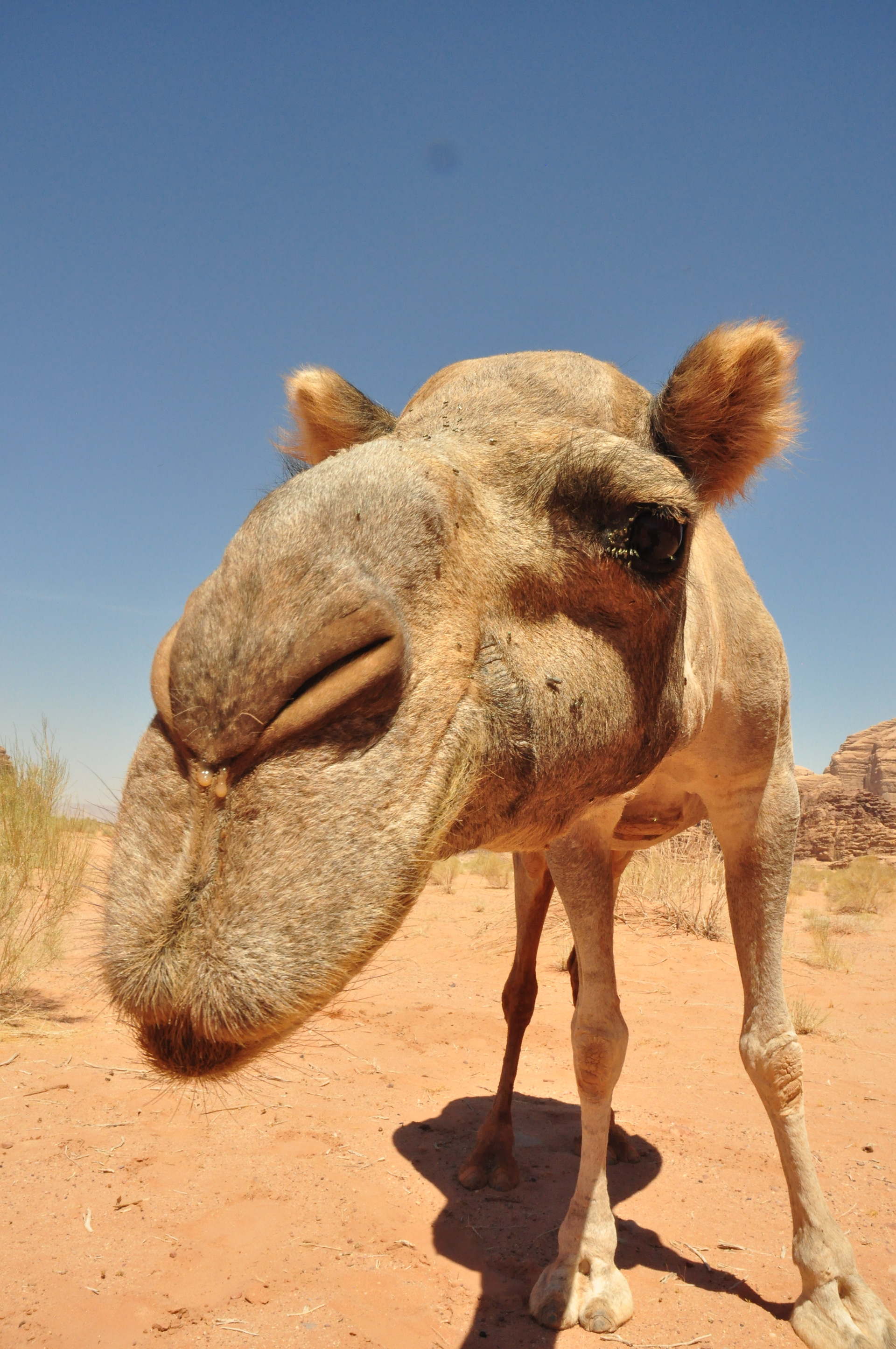 Camel, Wadi Rum, Jordan