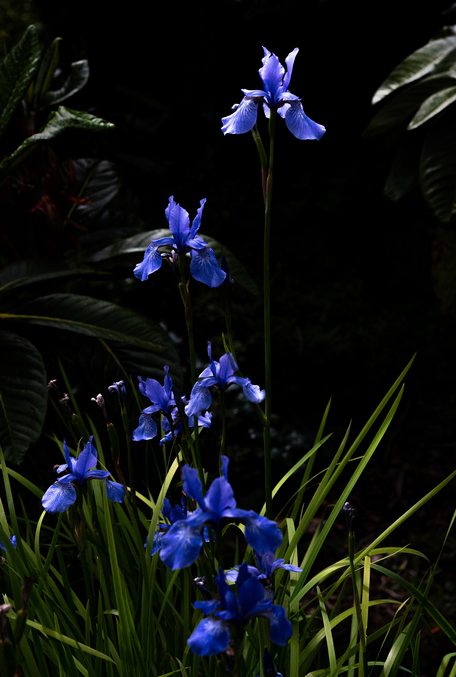 Irises, North Wales