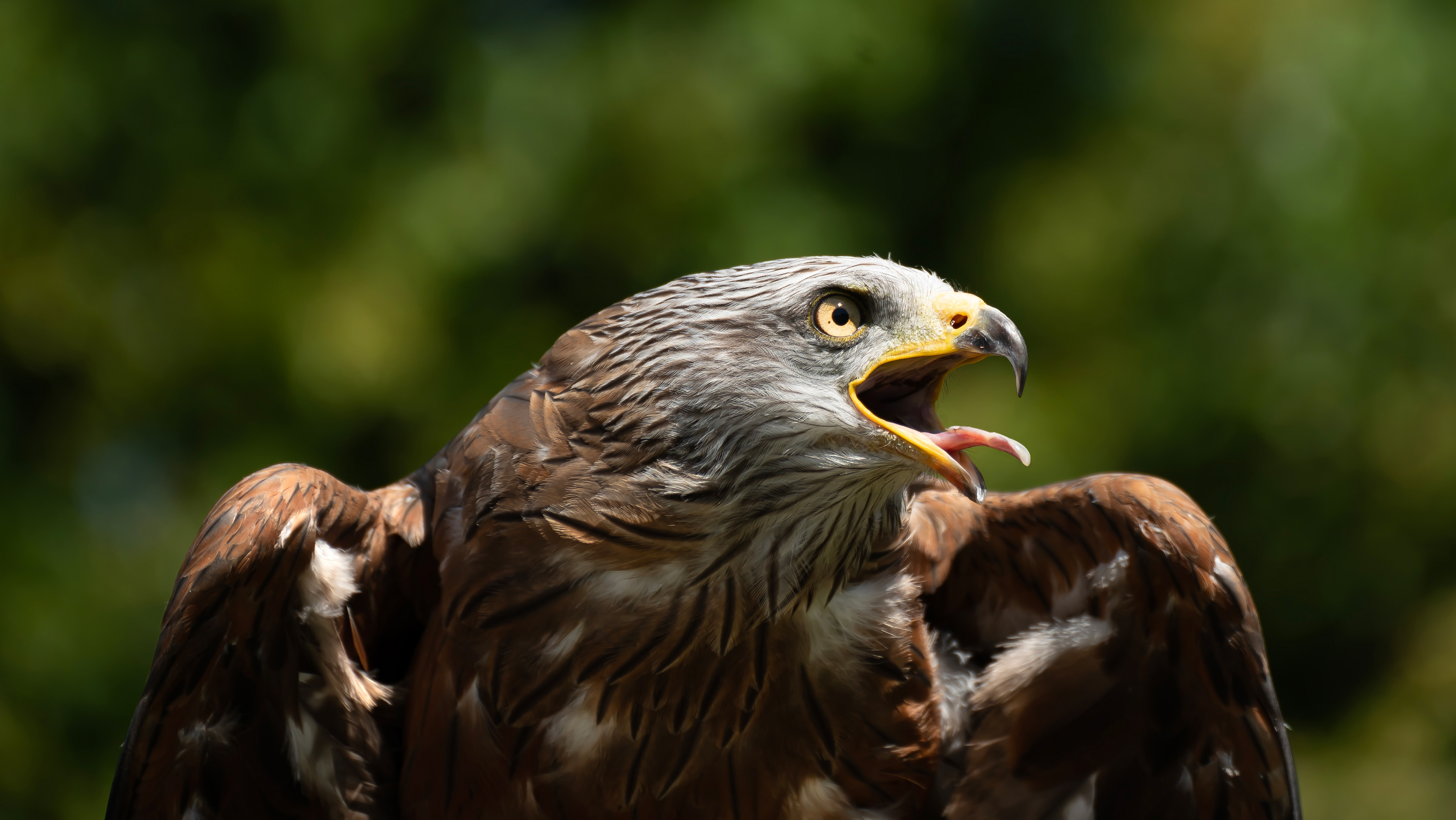 Golden eagle