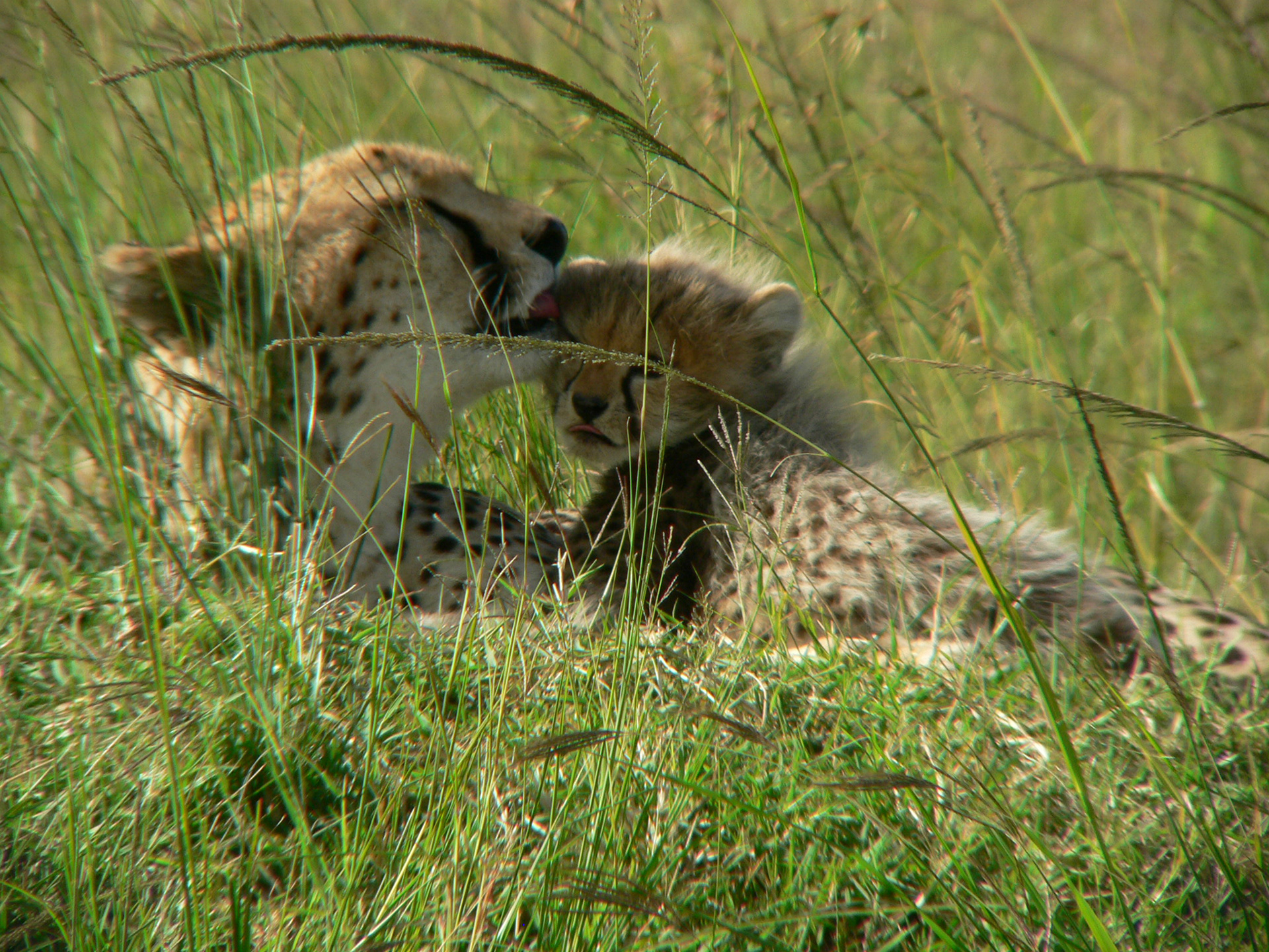 Mother & baby cheetah, Tsavo East