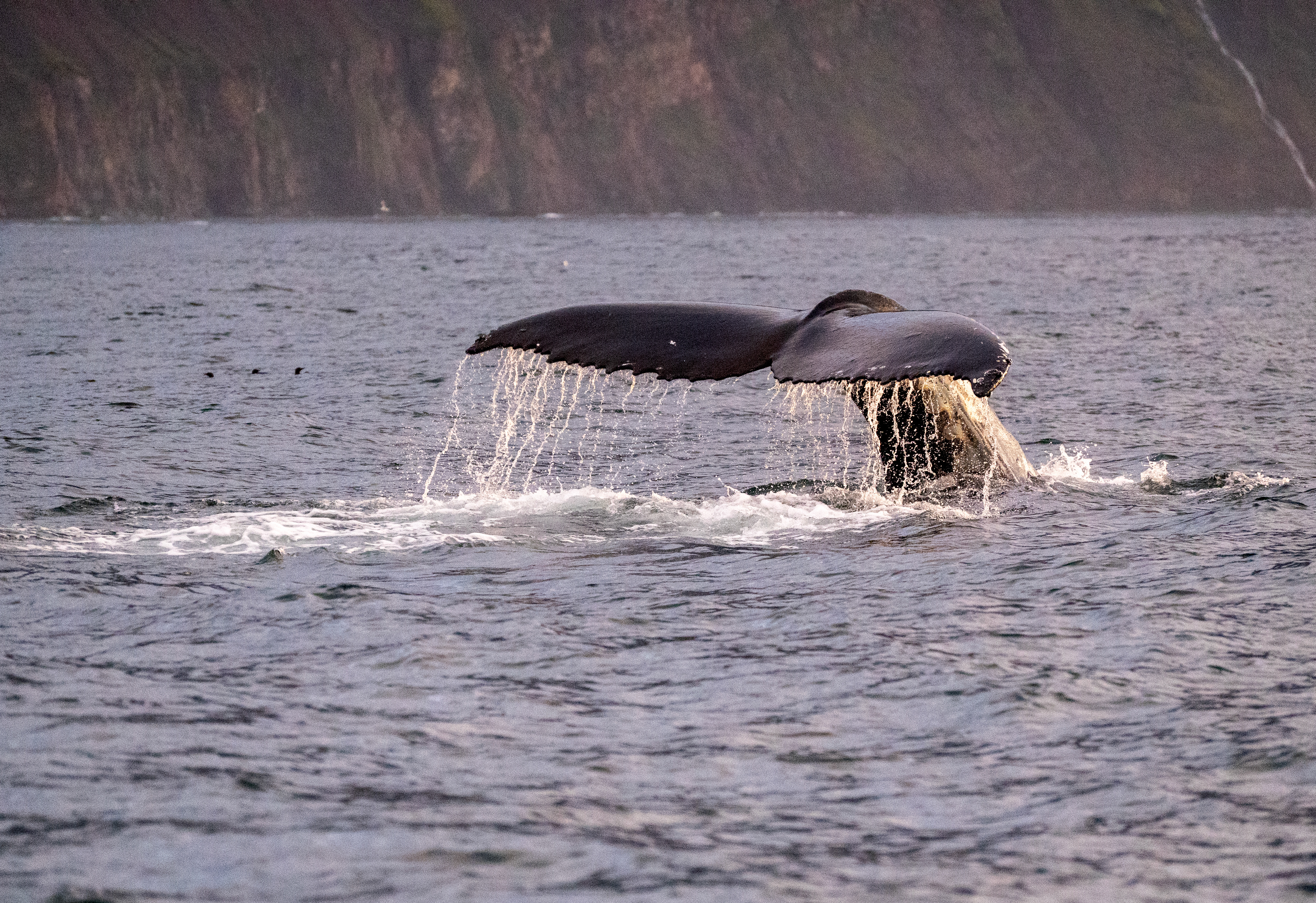 Humpback whale, Húsavík, Iceland at 1am