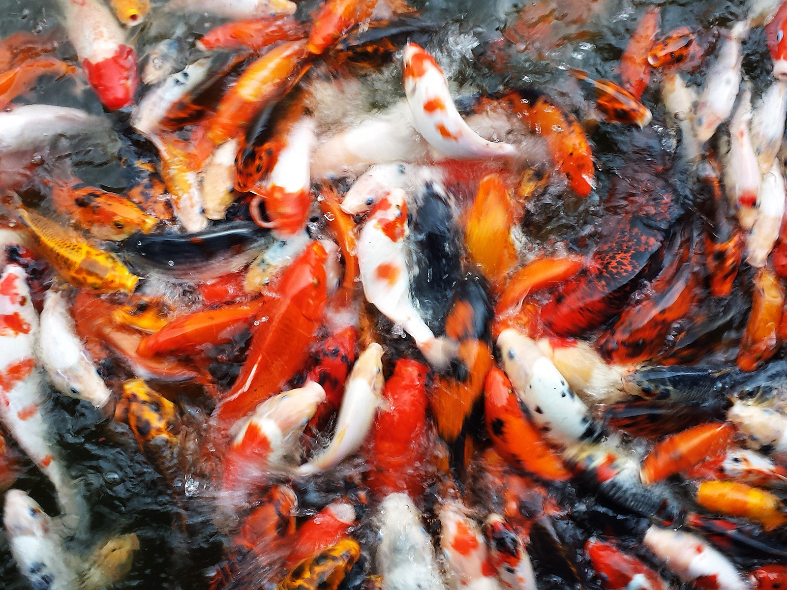 Fish, Indonesia 