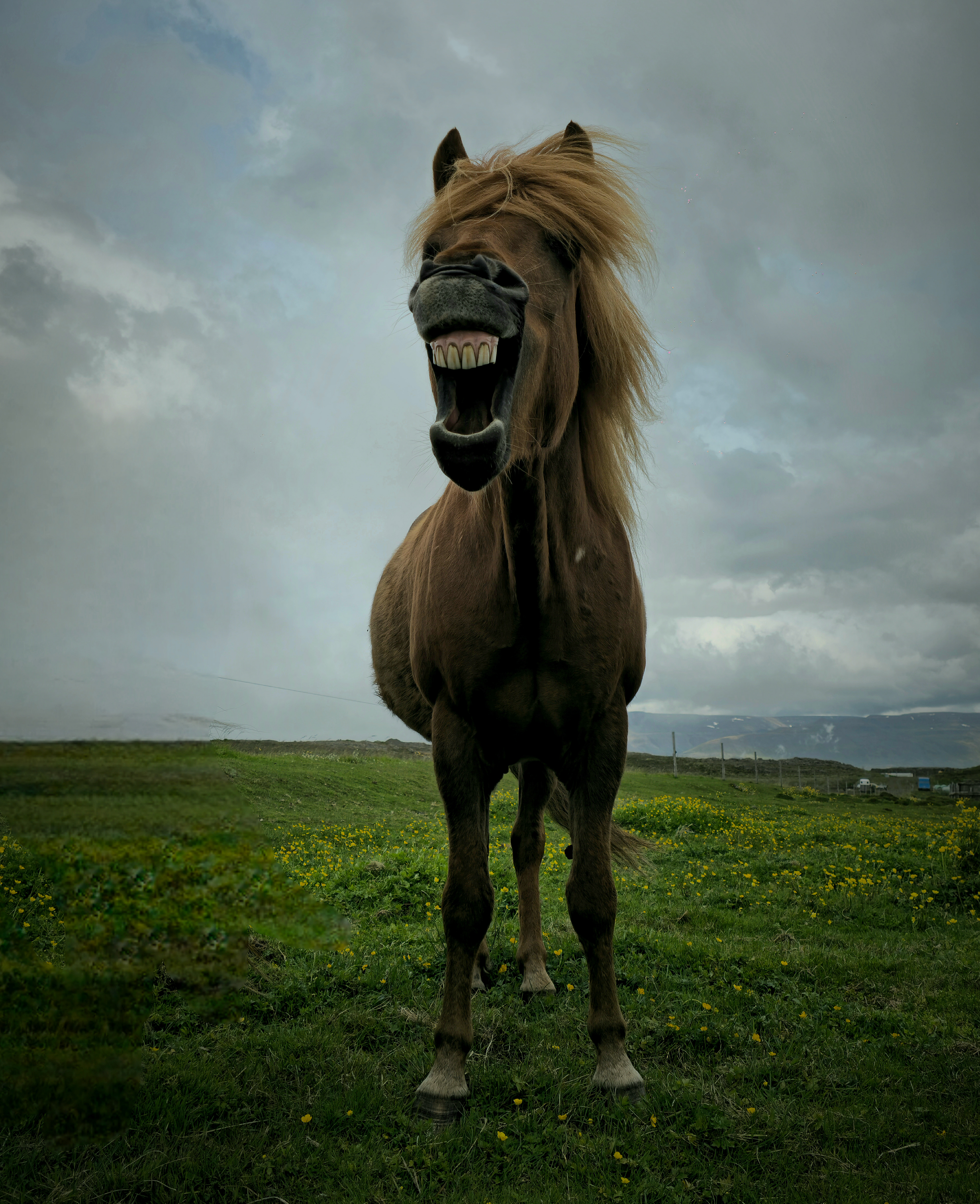 Icelandic pony 
