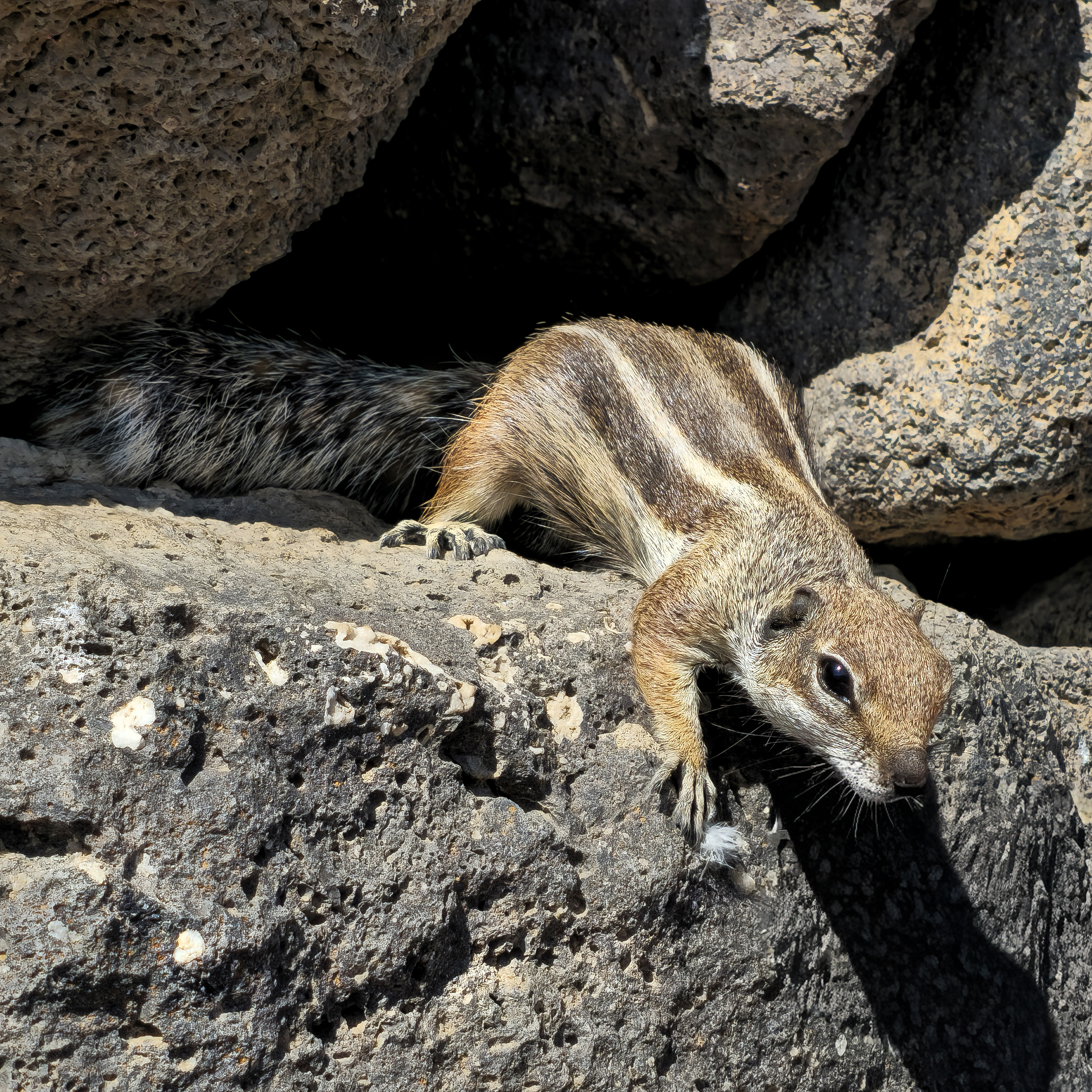 Chipmunk, Fuerteventura
