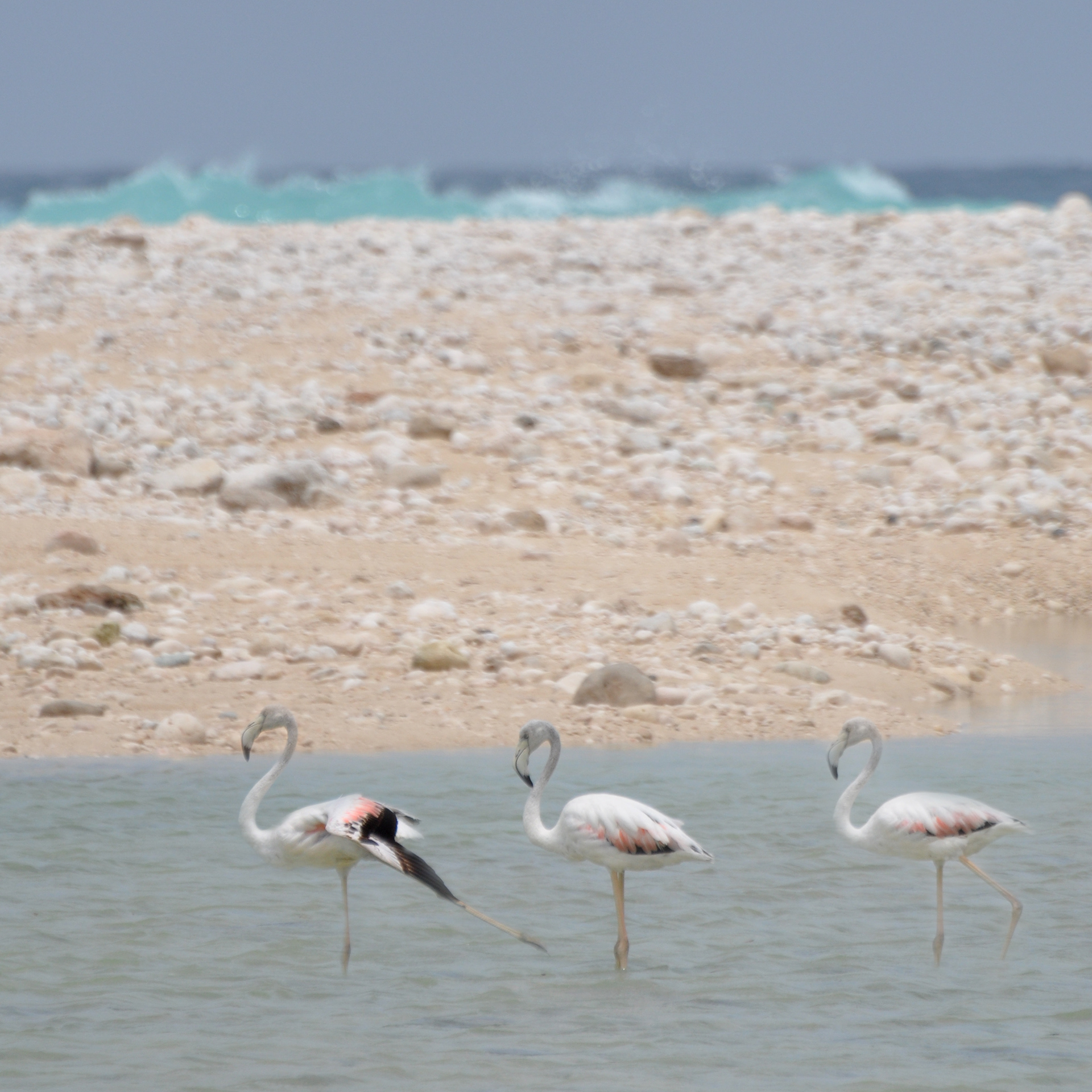 Flamingos, Sur, Oman