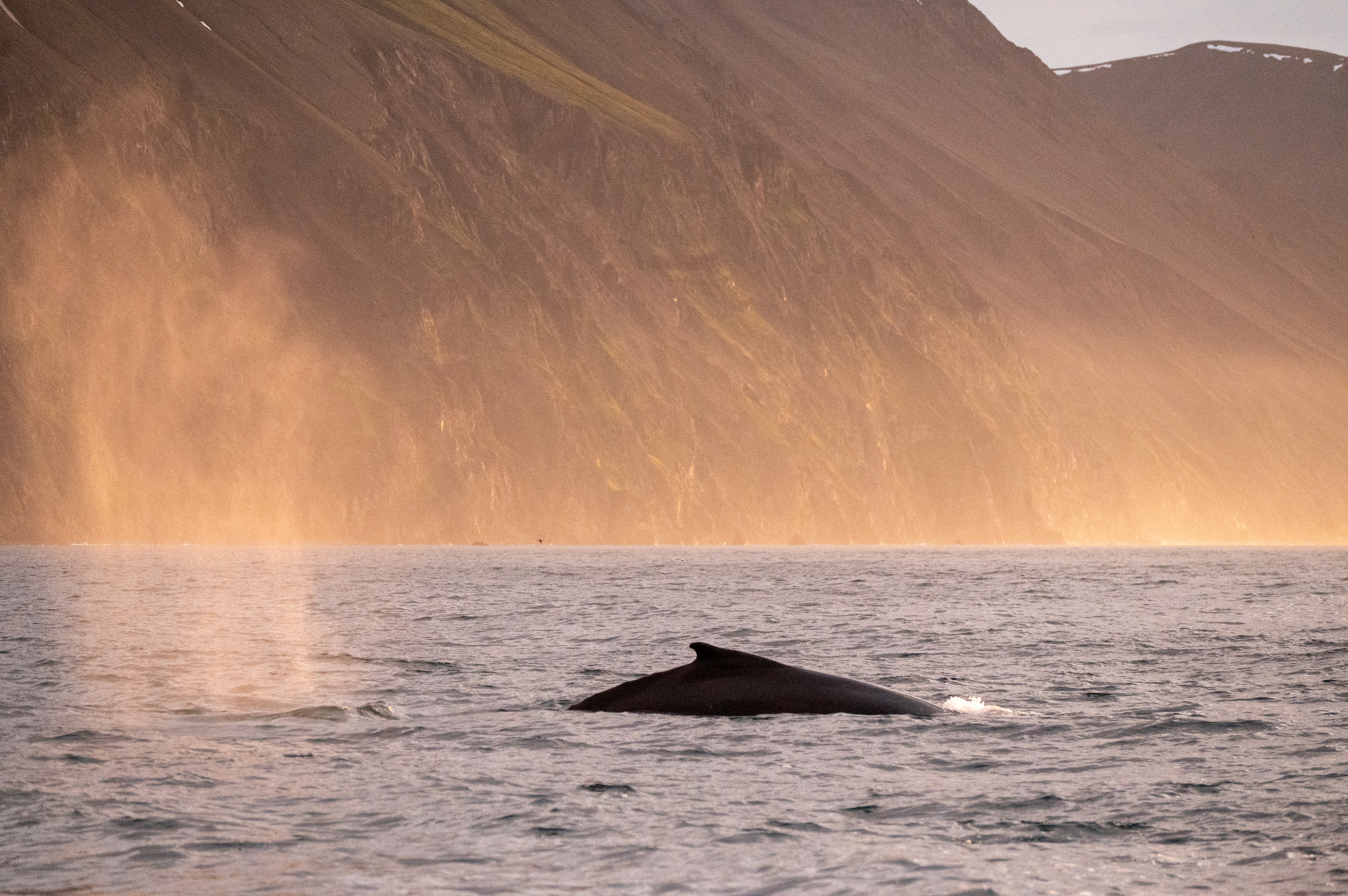 Humpback whale, Húsavík, Iceland at 1am