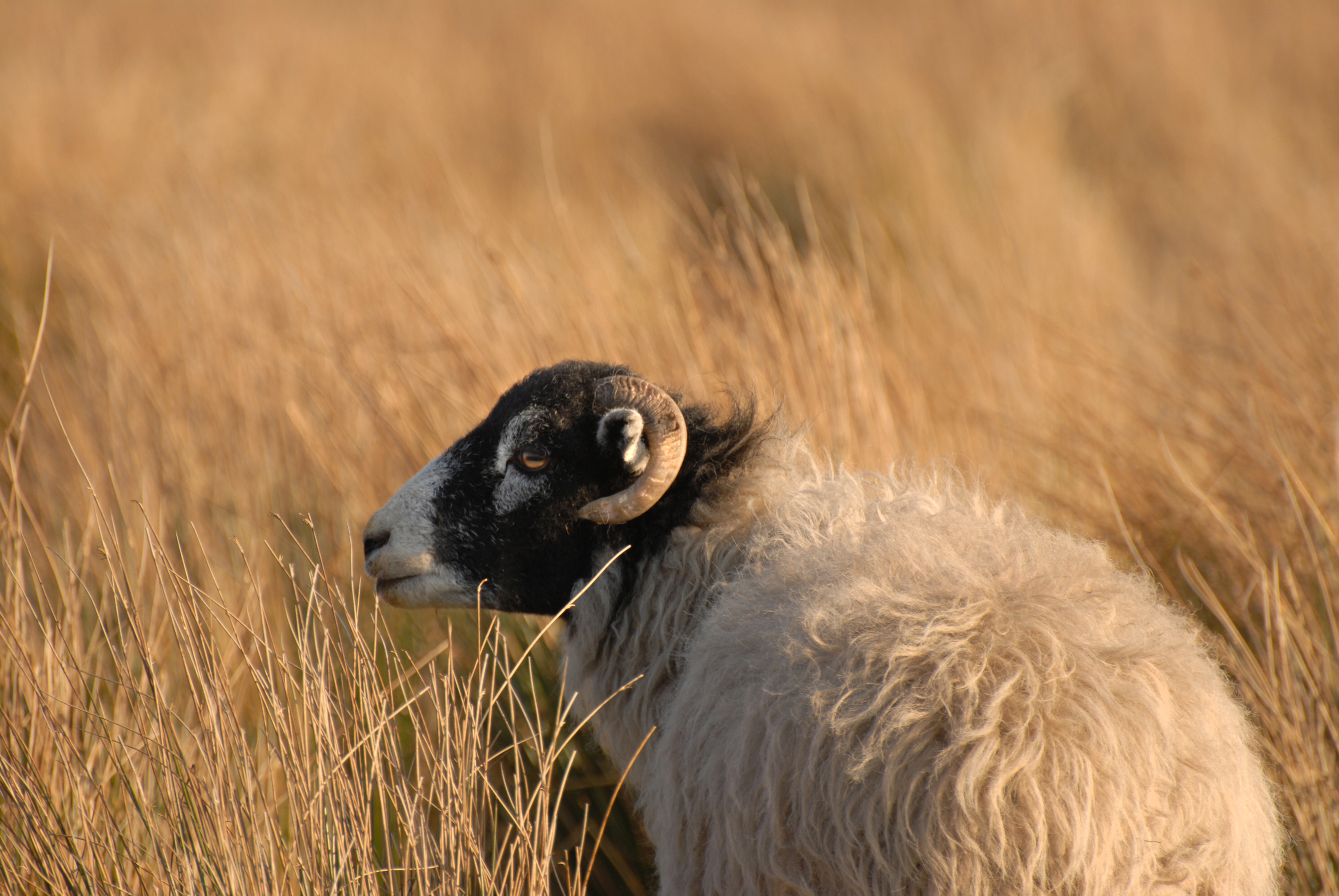 Sheep, Yorkshire Dales