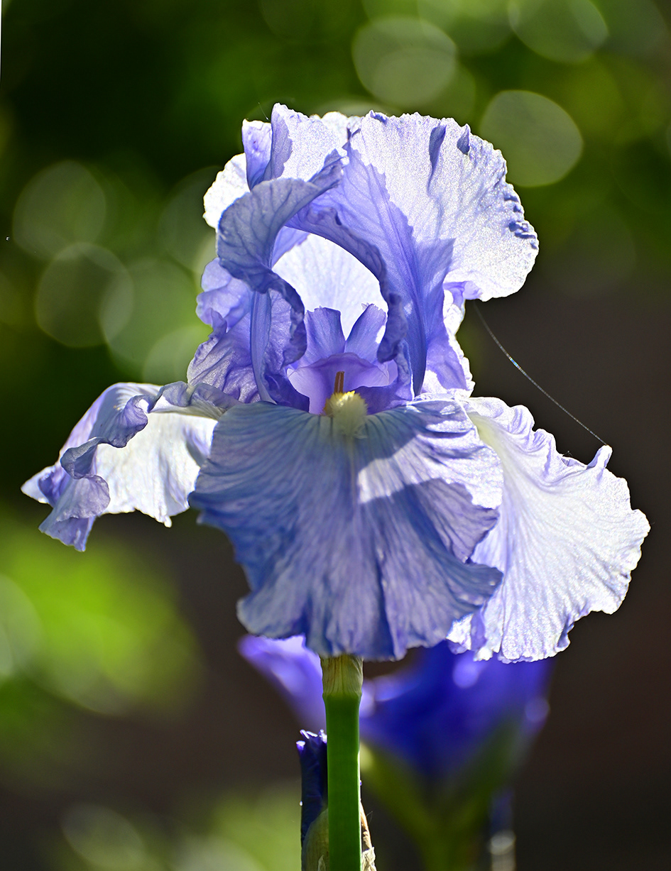 Iris, garden