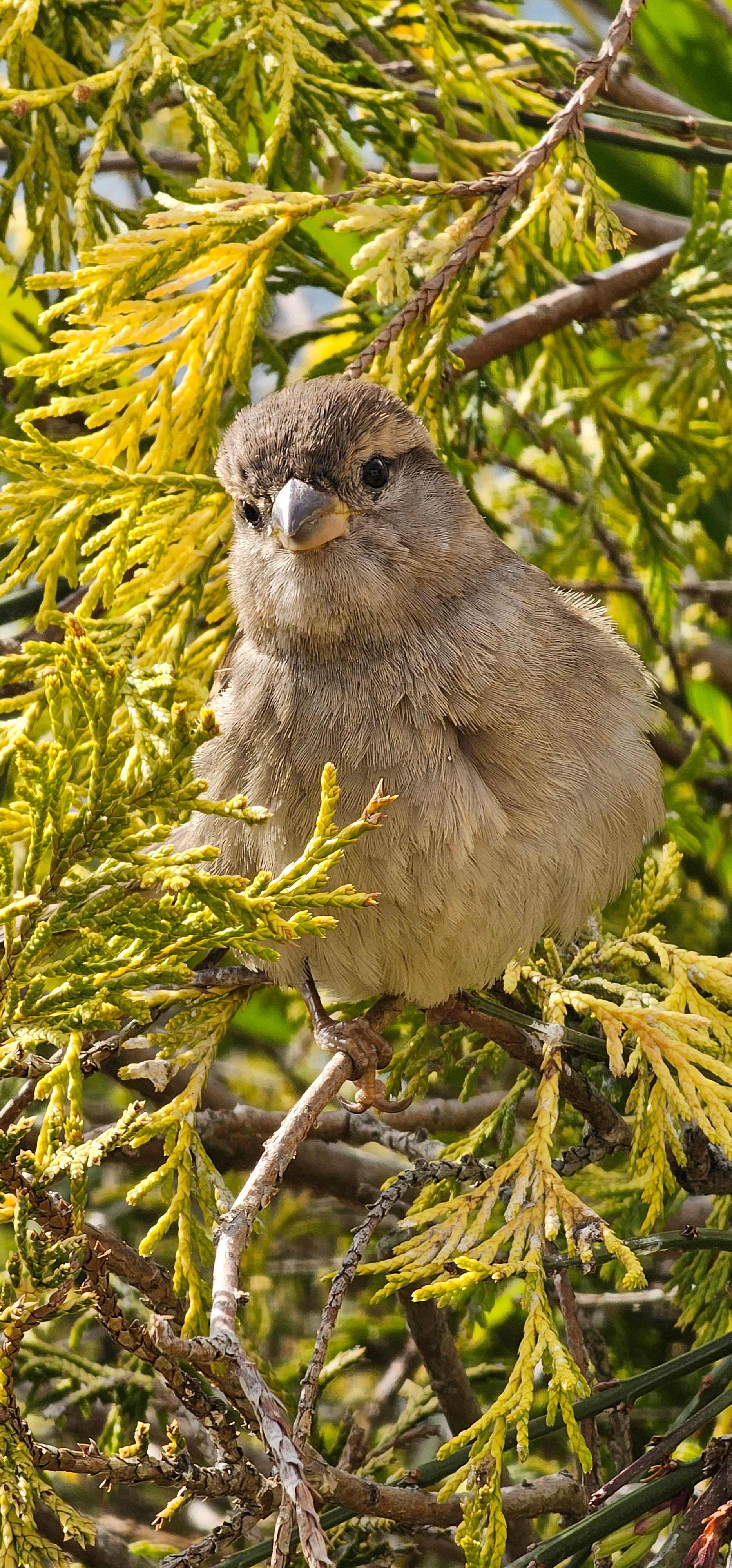 Sparrow, Lucerne