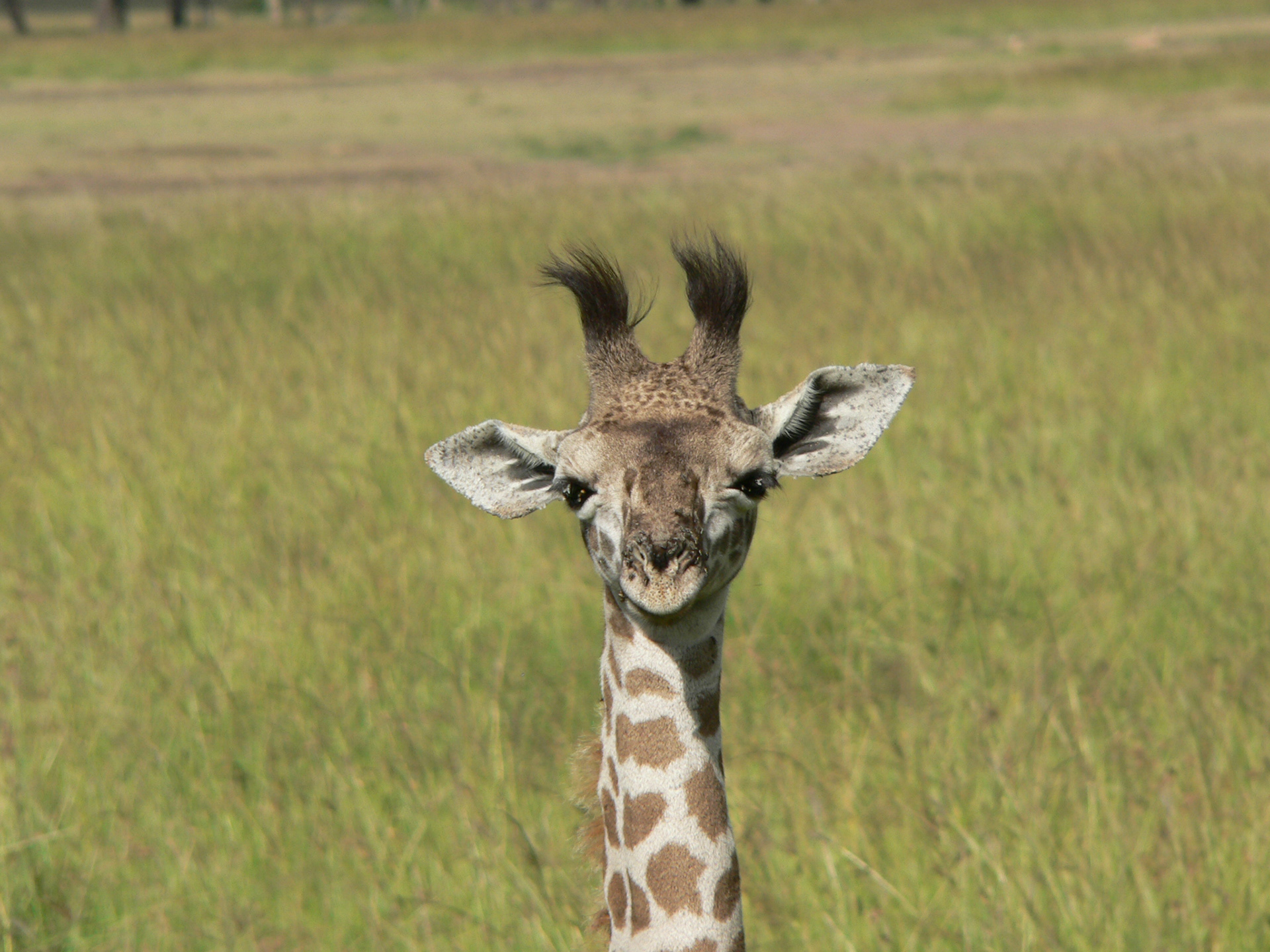 Young giraffe, Maasai Mara