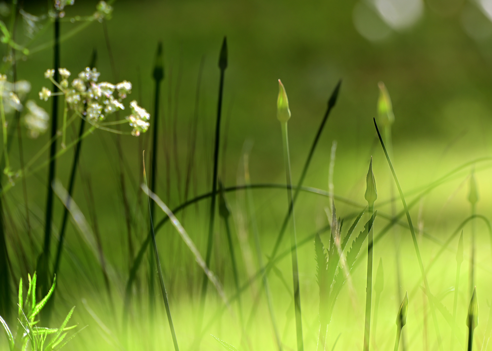Greenery, garden (triple exp)