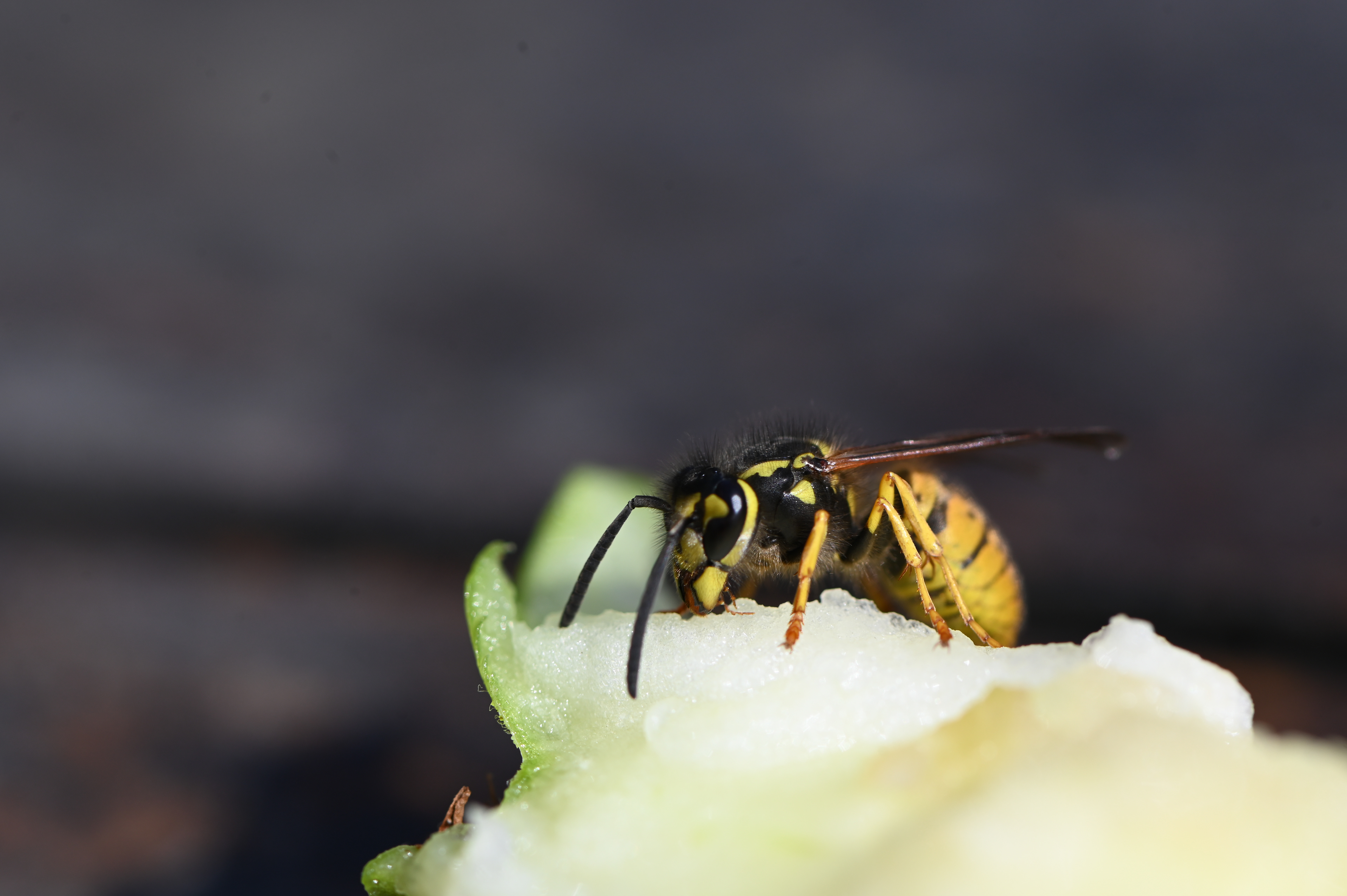Wasp & apple core
