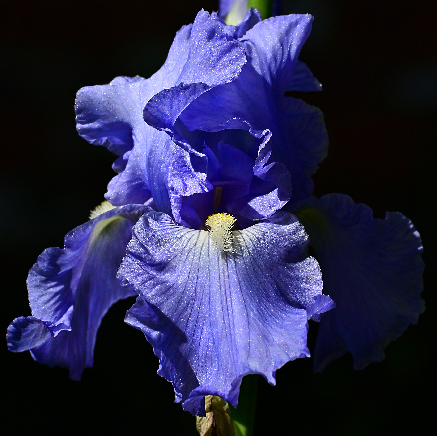 Iris, garden