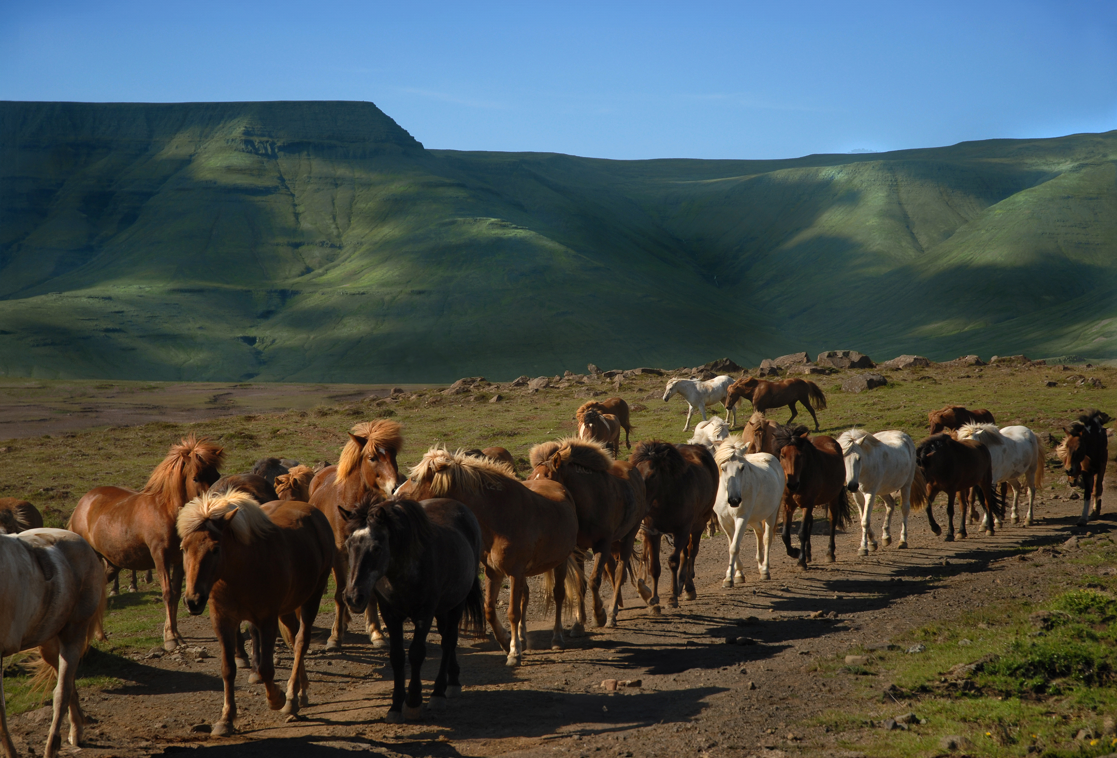 Icelandic ponies near Kirkjubæjarklaustur, Iceland