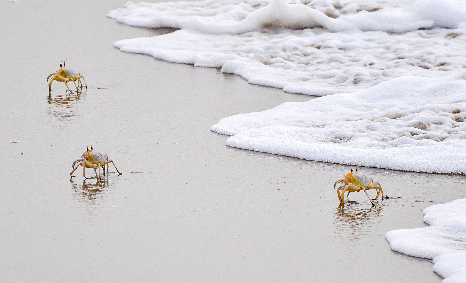 Crabs, Masqat, Oman