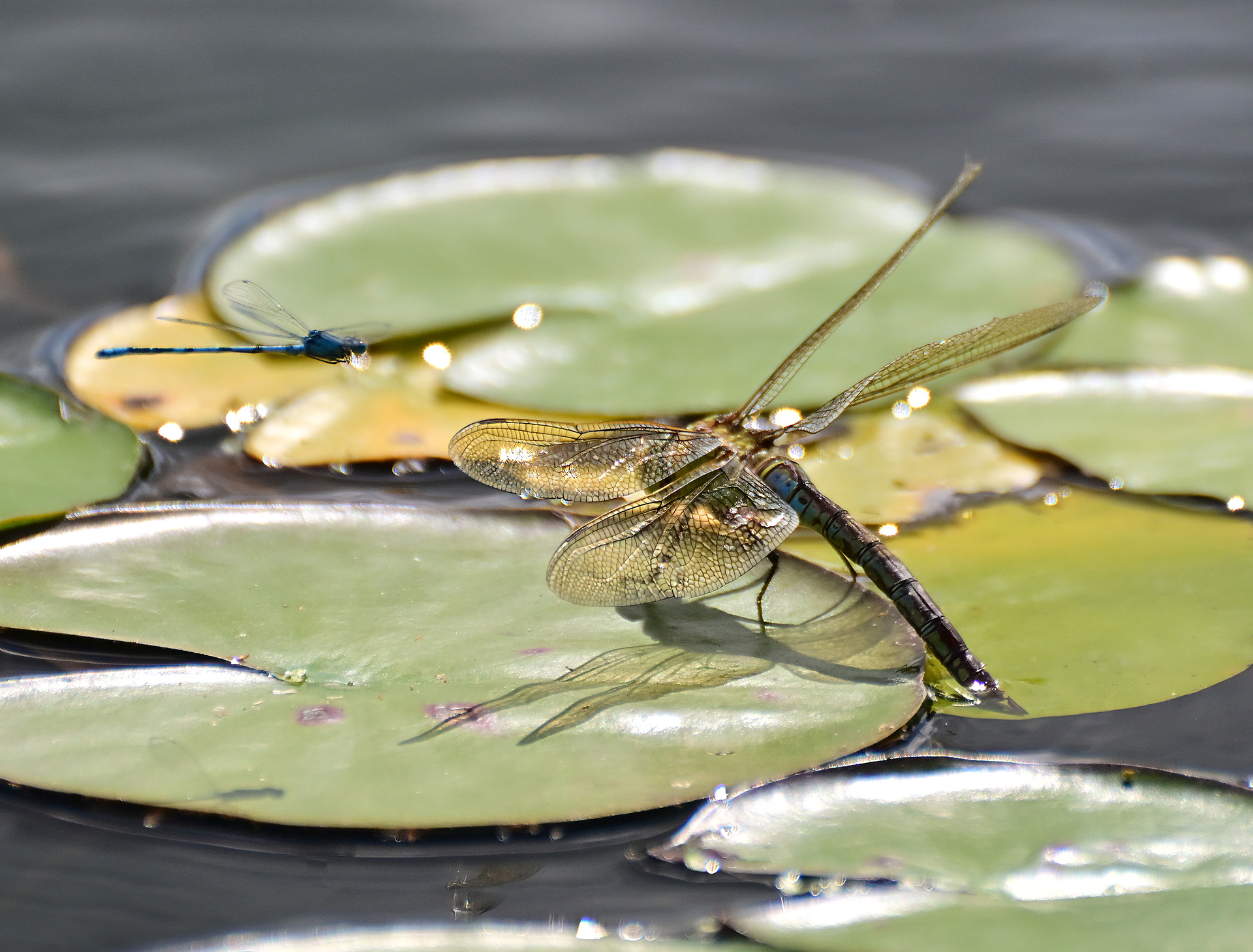 Damselfly & dragonfly, RHS Worsley