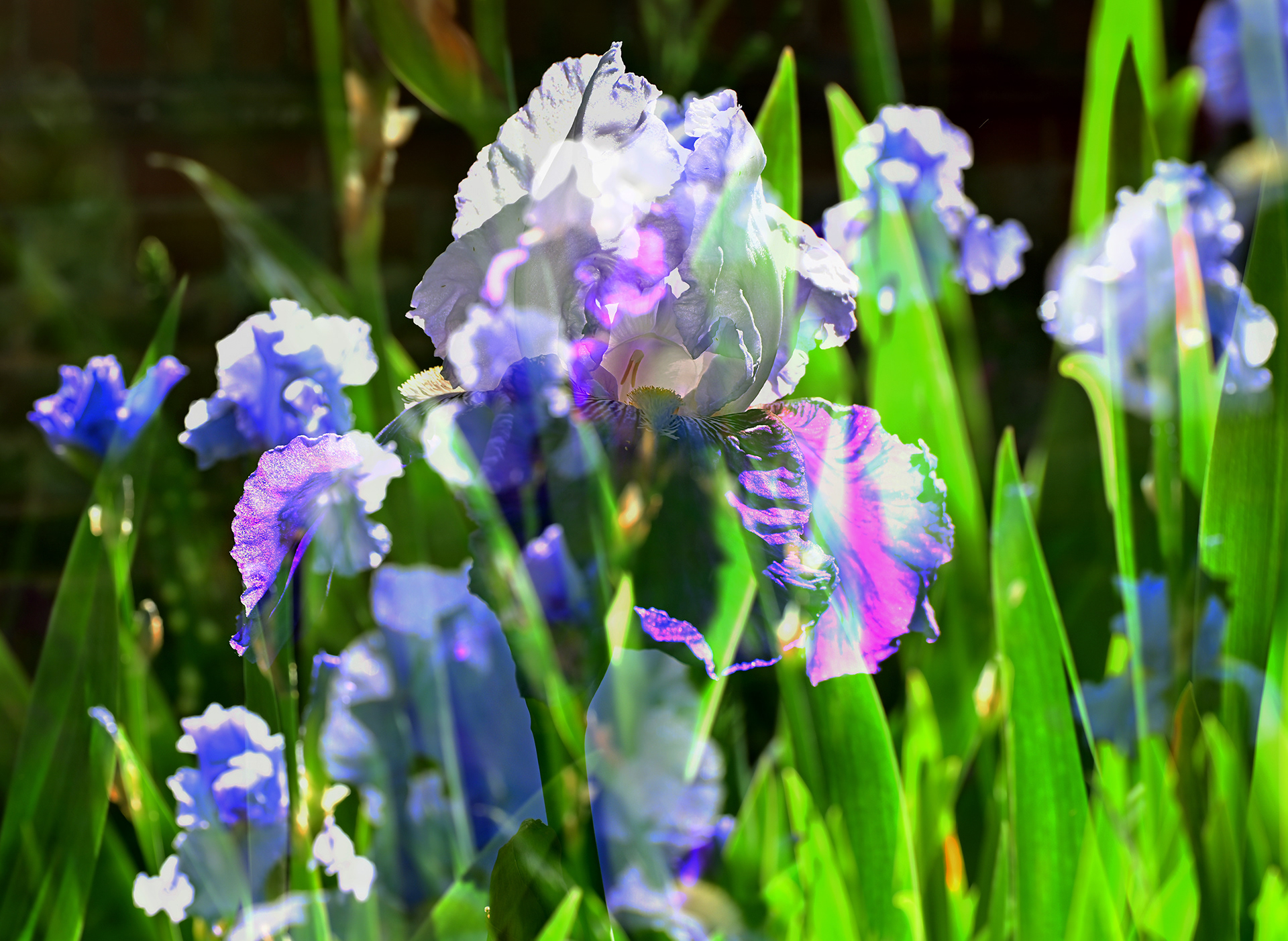 Irises (triple exp)