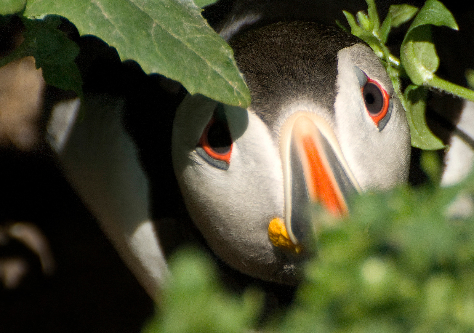 Shy puffin, Inner Farne
