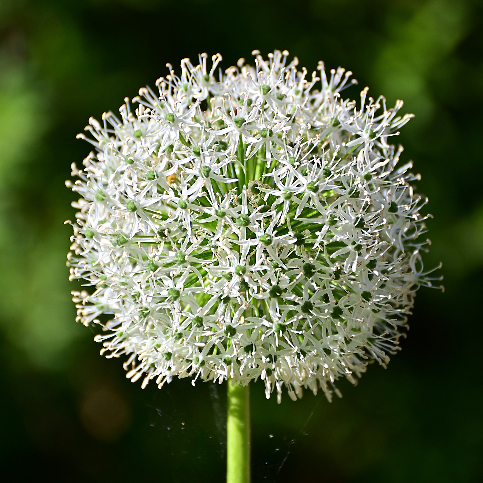 Alium, garden