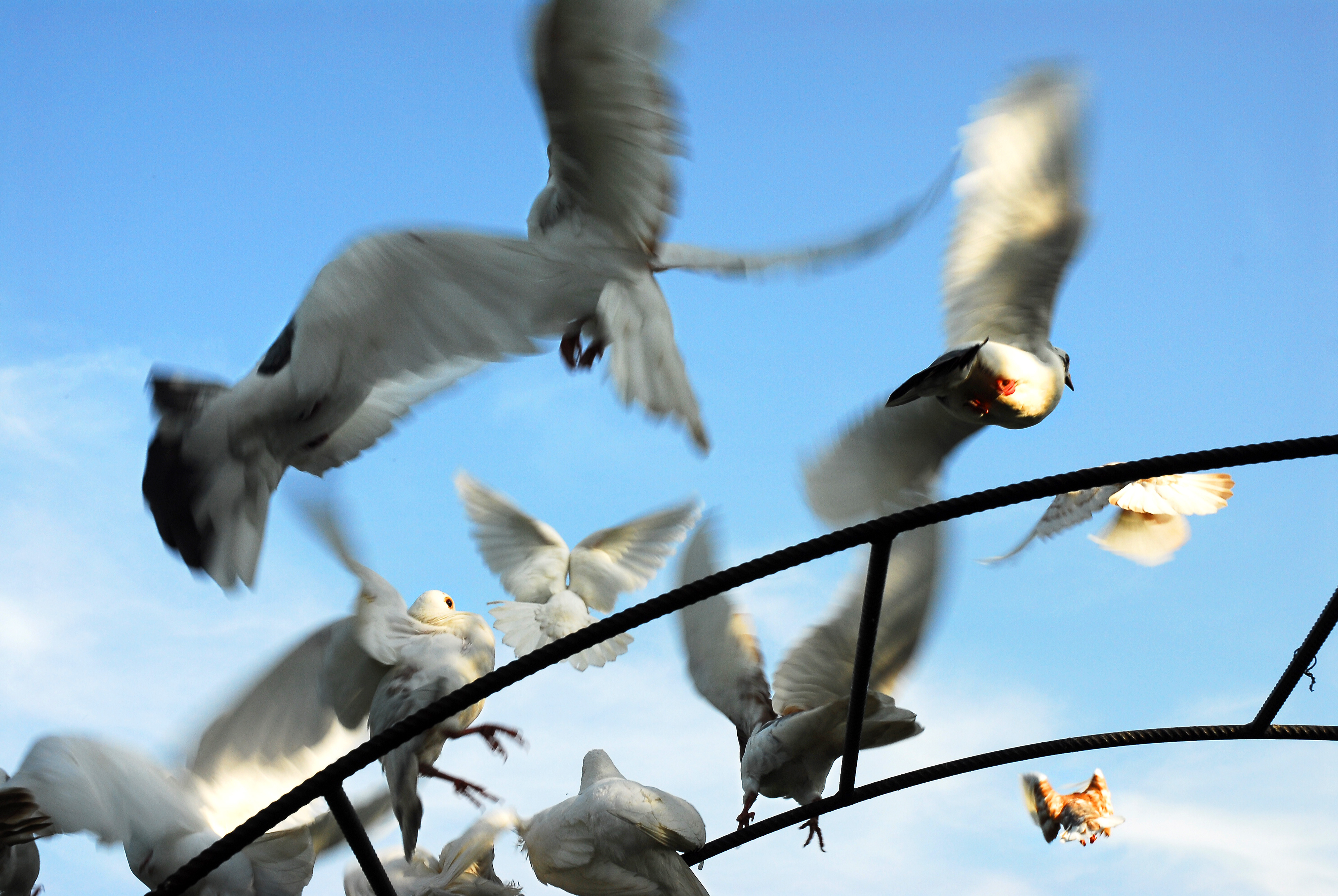 Startled doves