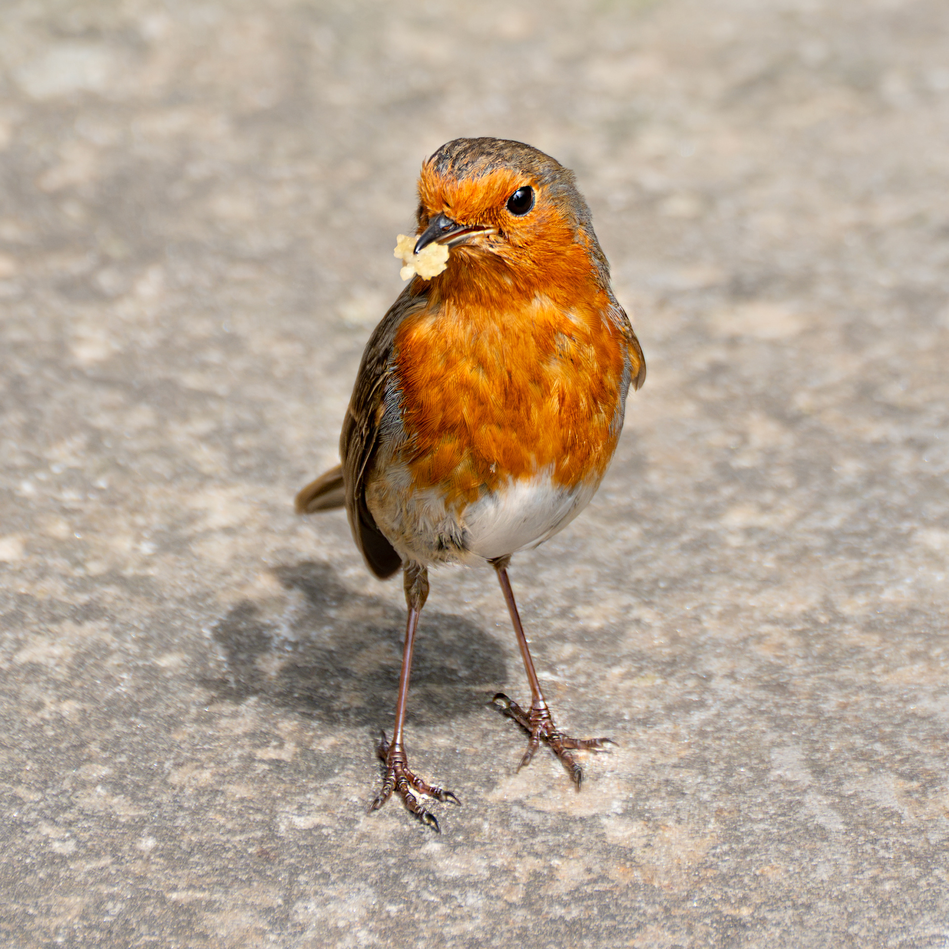 Robin, Northumberland
