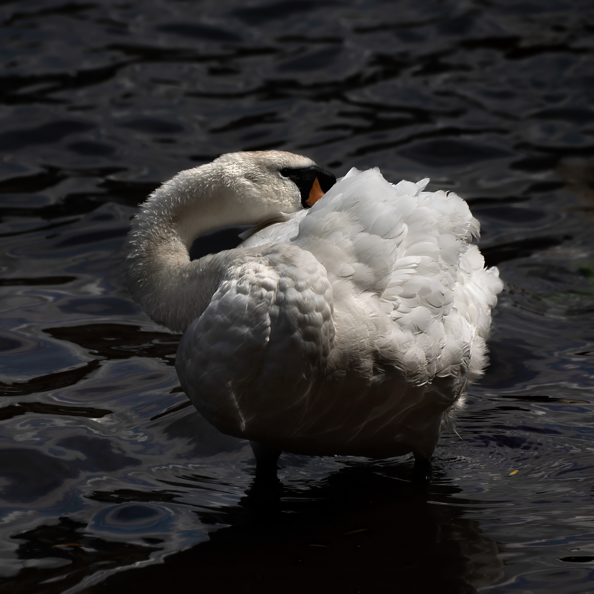 Swan, York