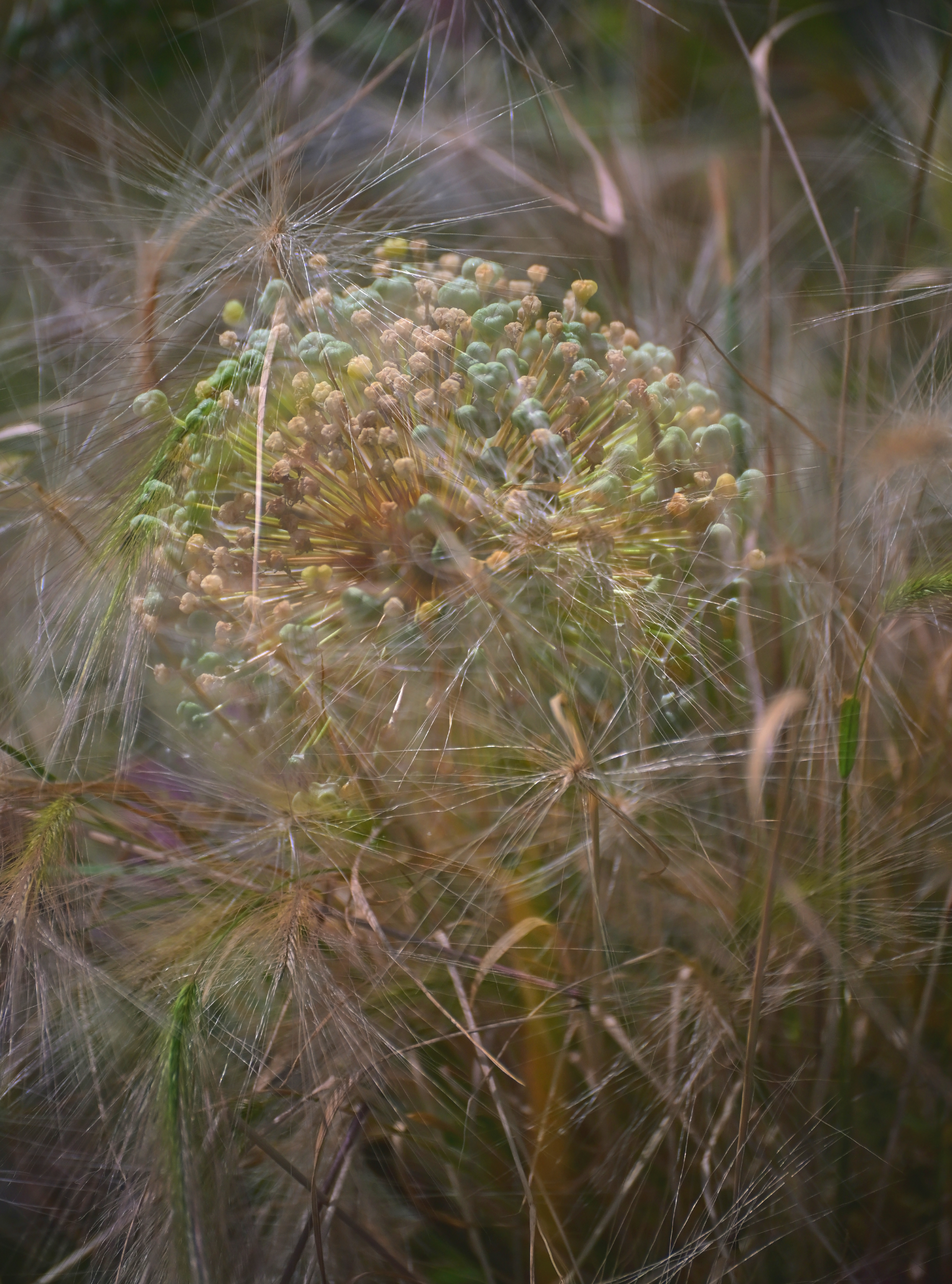 Double exposure, RHS Worsley