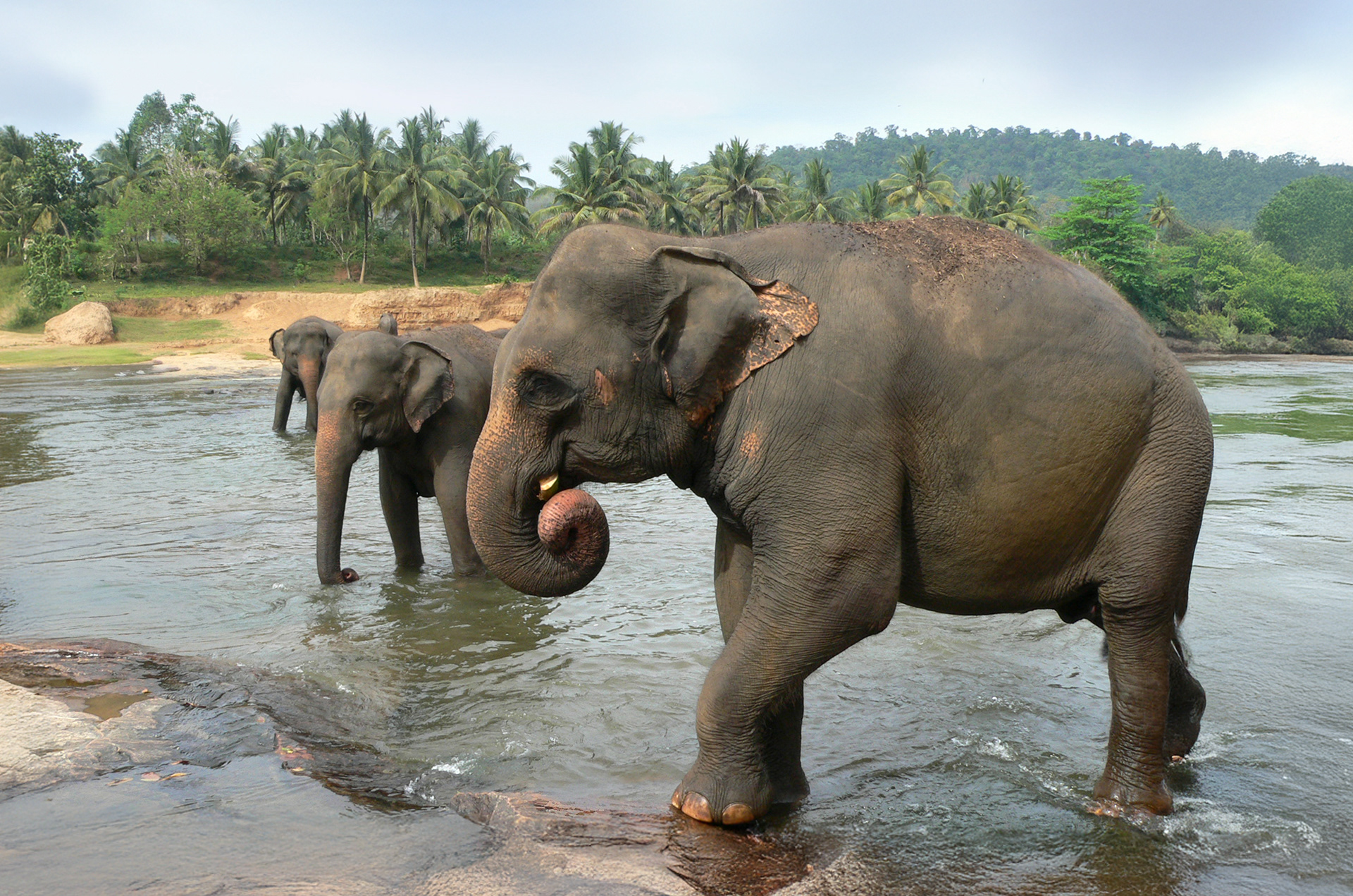 Elephants, Sri Lanka