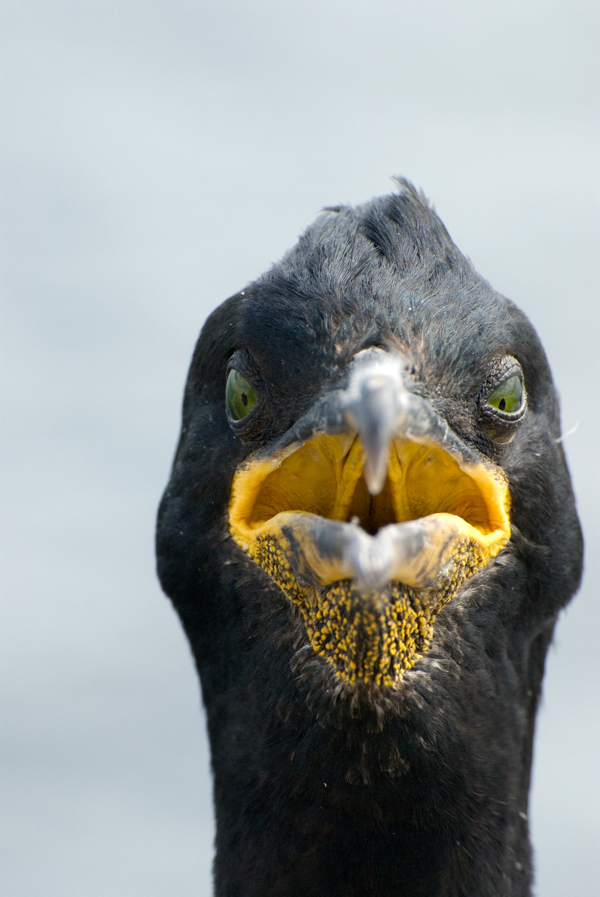Shag, Inner Farne
