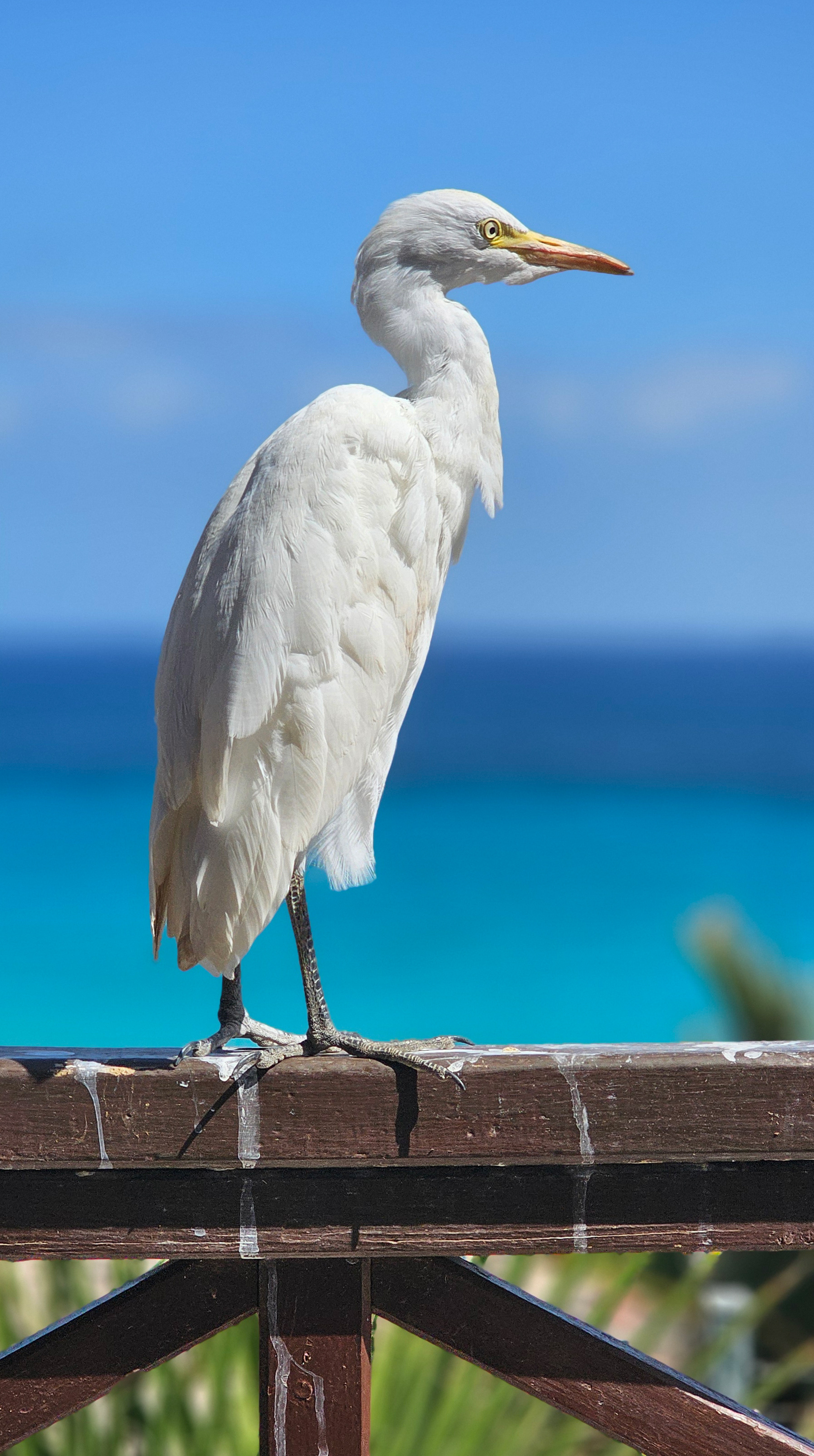 Egret, Fuerteventura