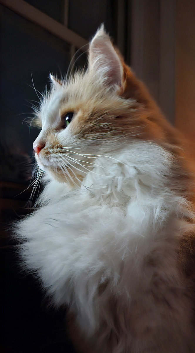 Rupert