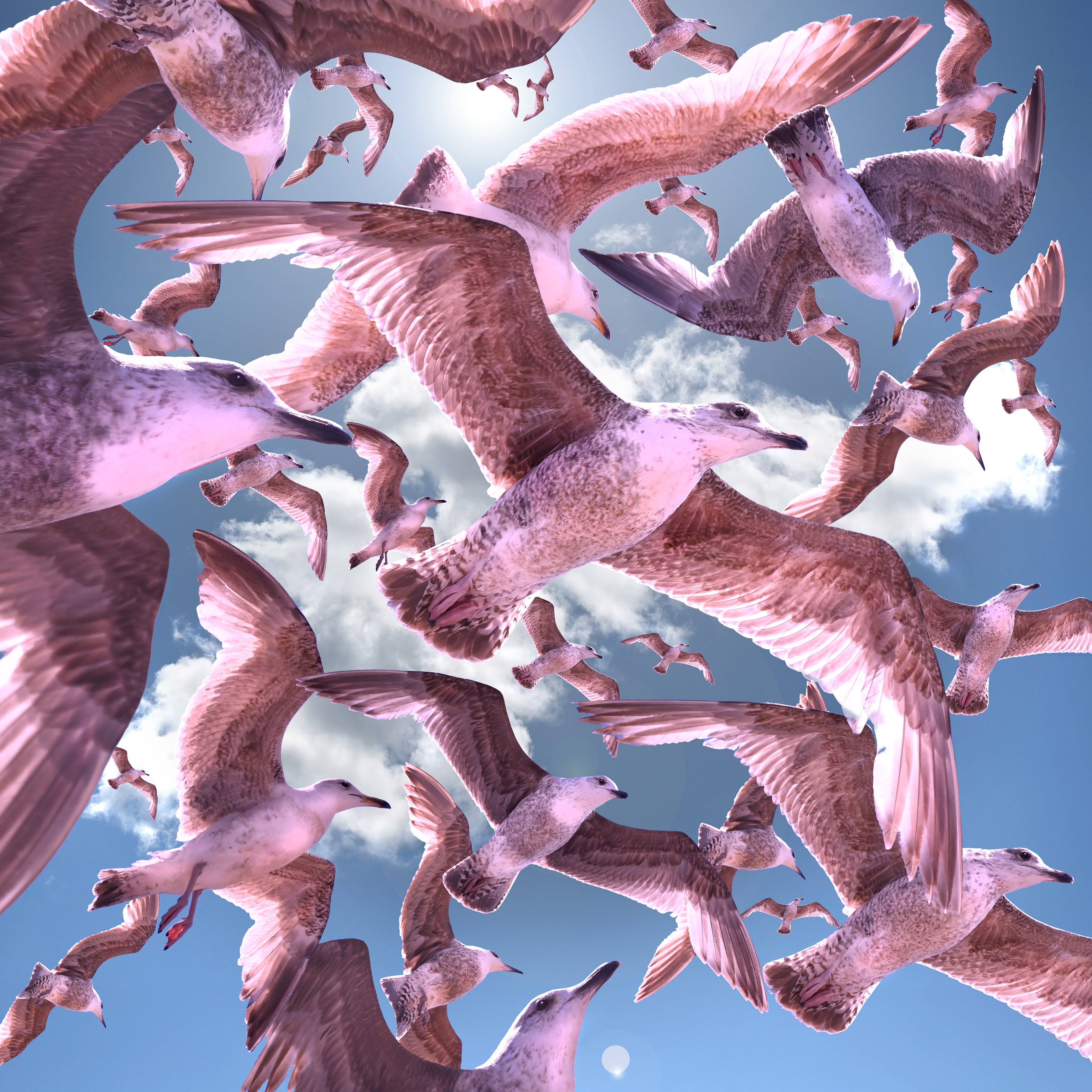 Seagulls (composite)