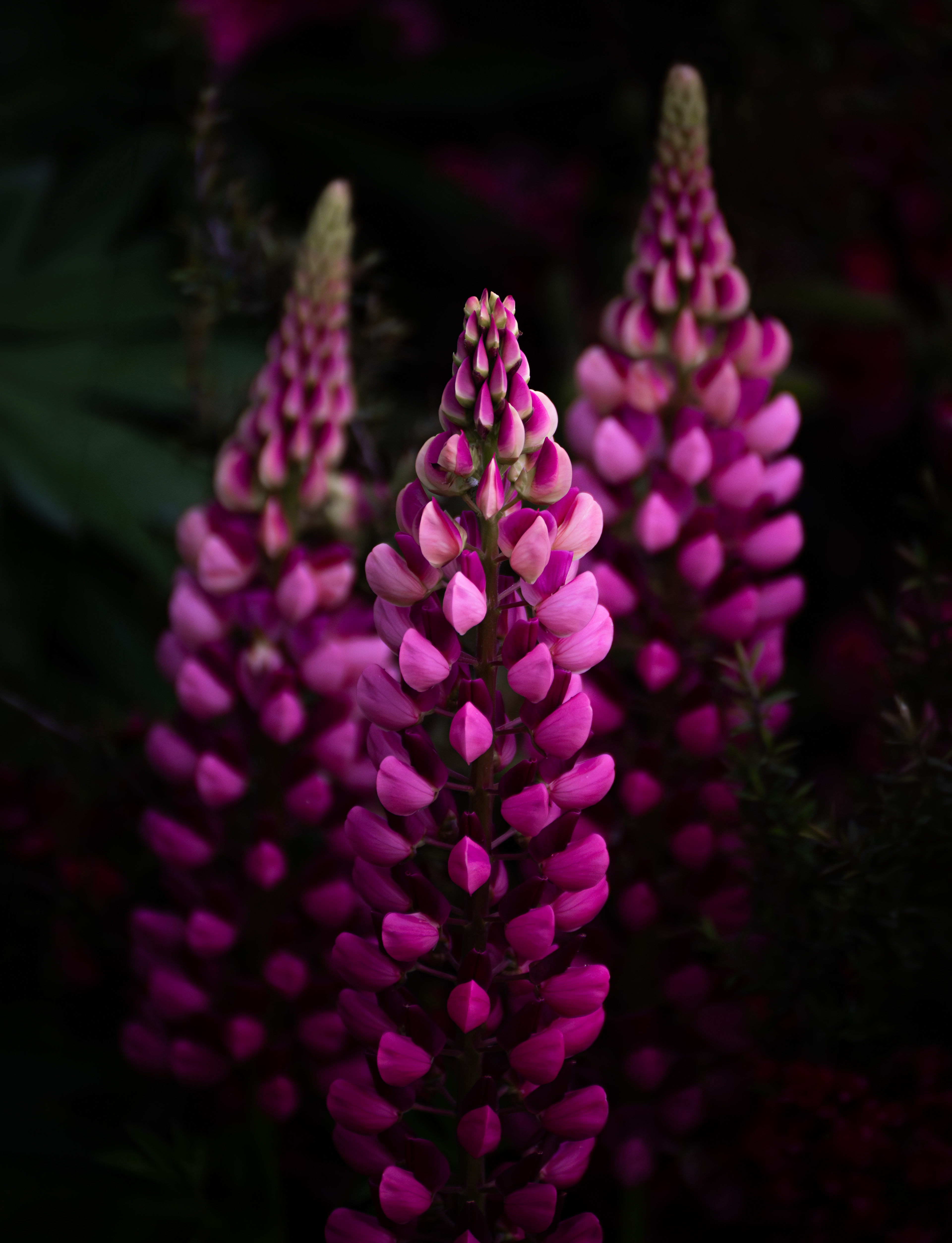 Lupins, North Wales