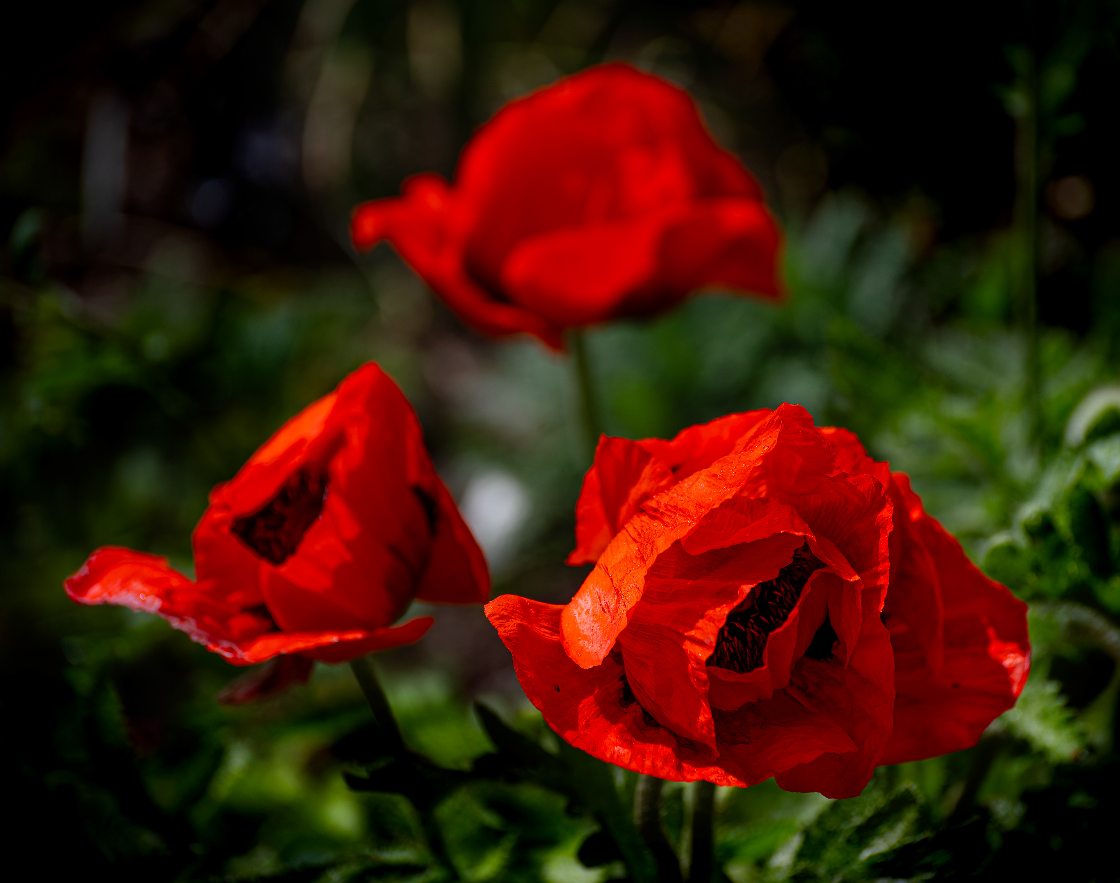 Oriental poppies, North Wales