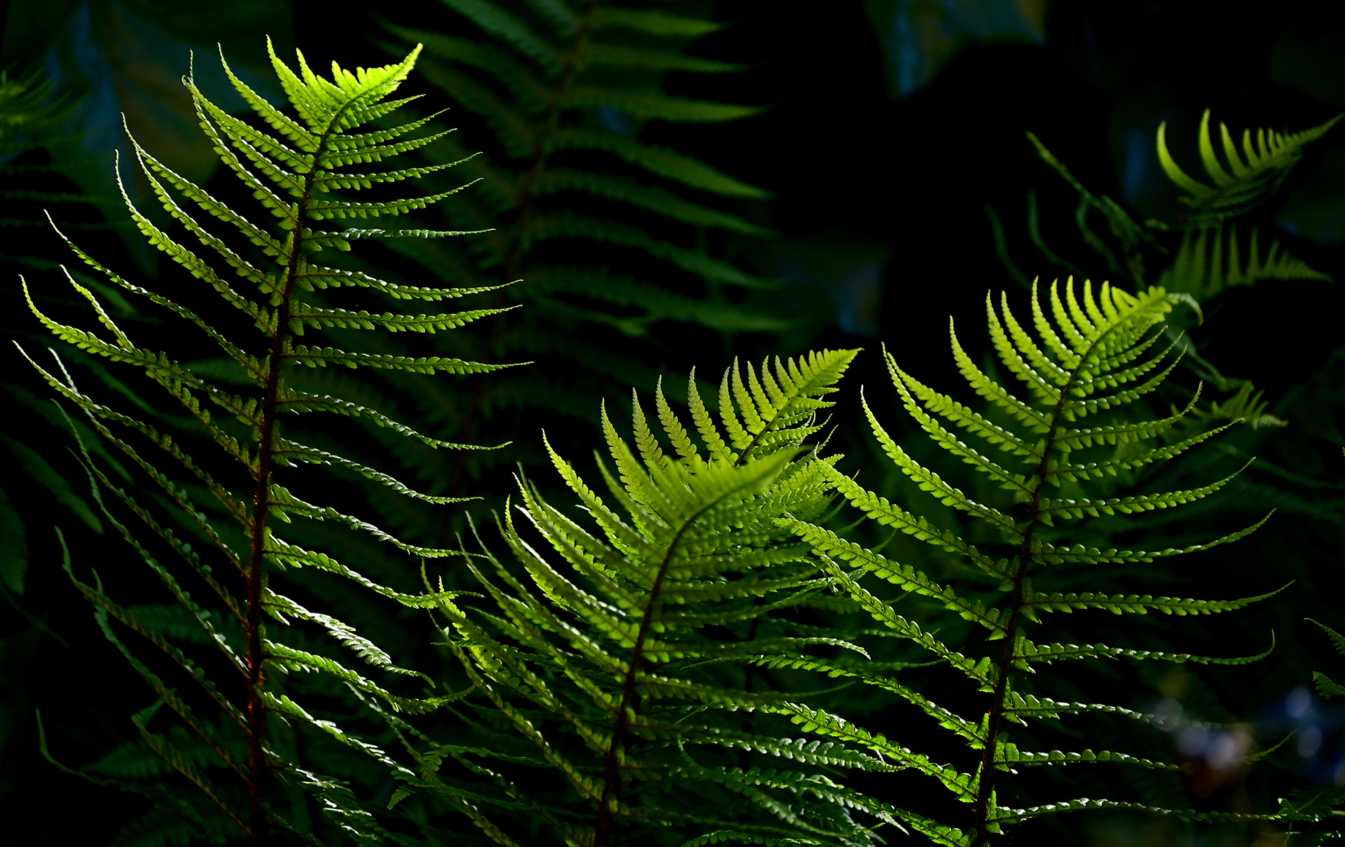 Ferns, garden