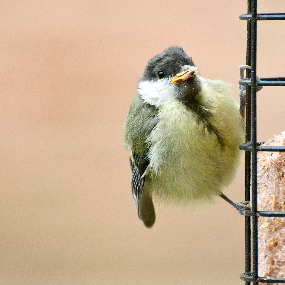 Juvenile great tit