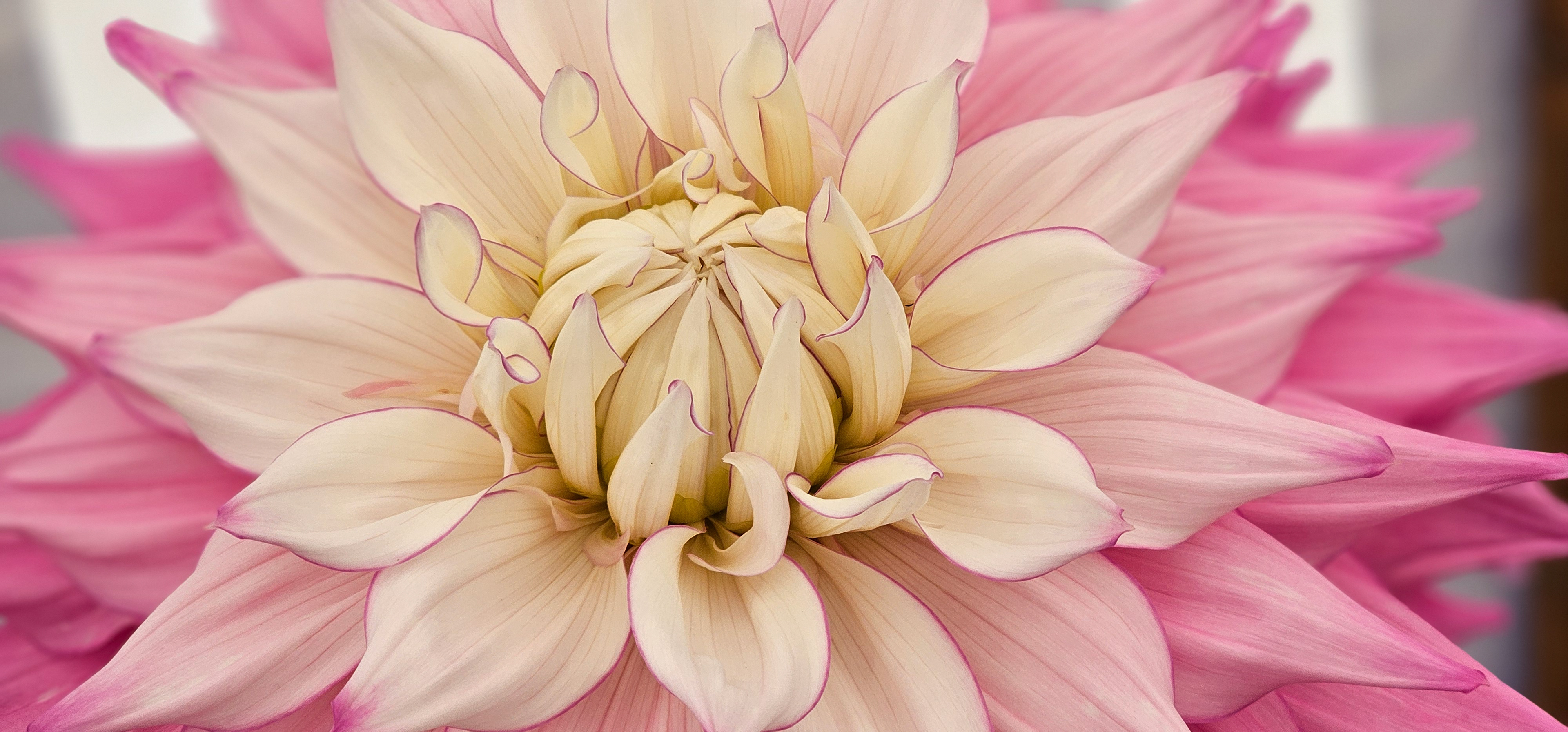 Dahlia, Muker Show